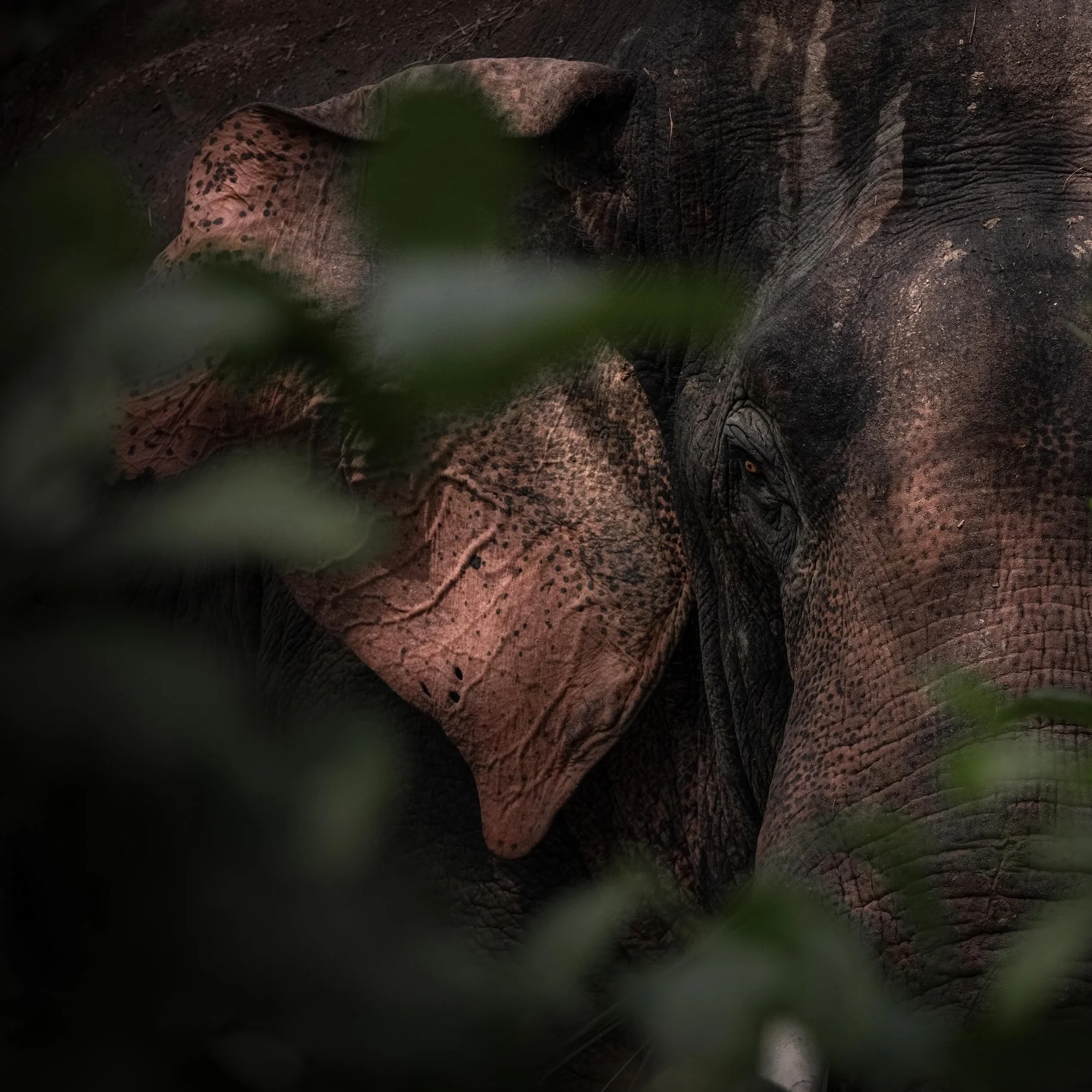 Pantanal-1.png