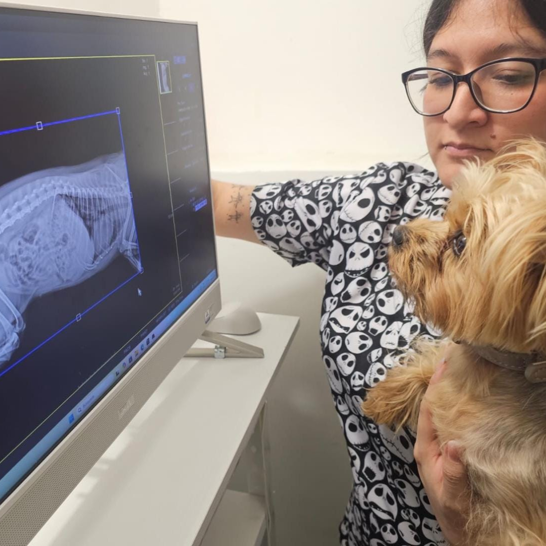 Rayos x Pachuca Veterinaria