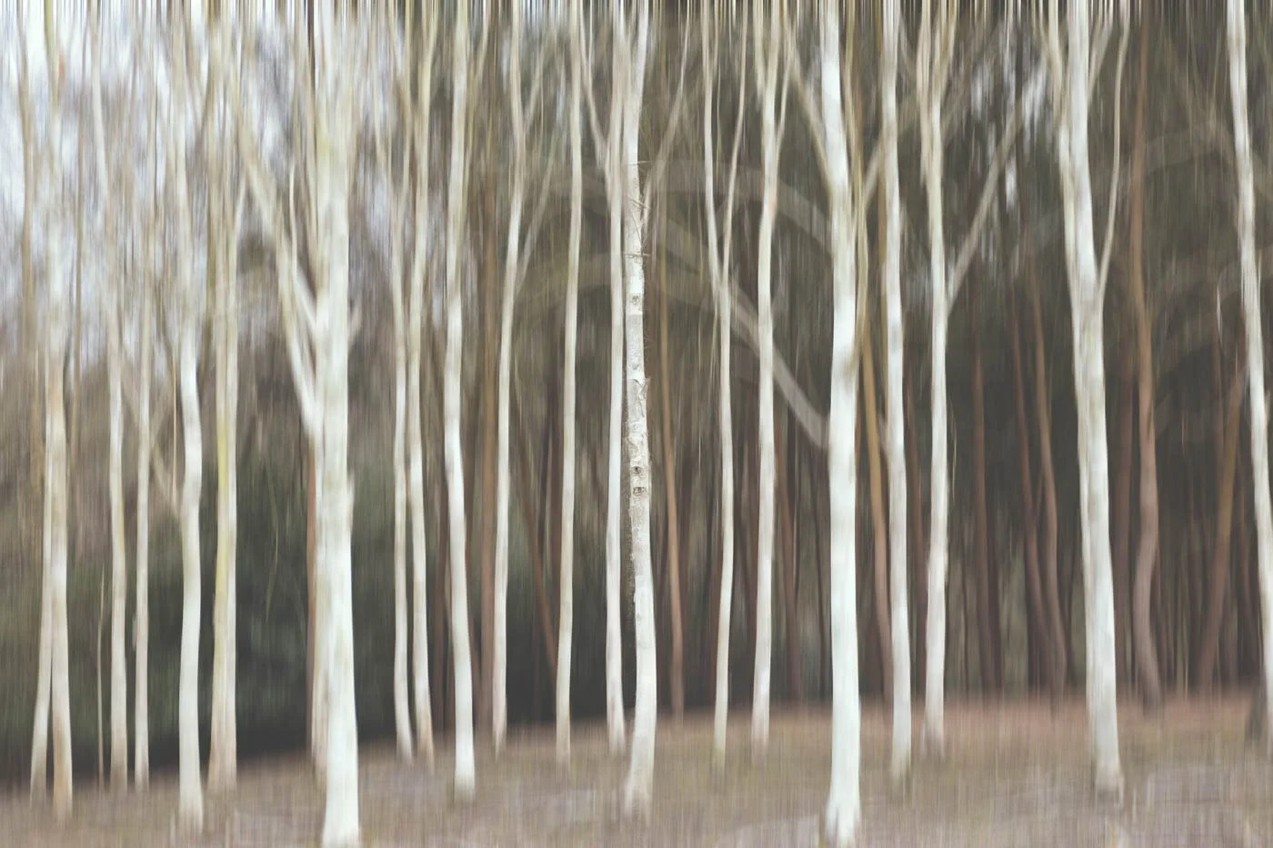 Silver birches in the breeze.JPG