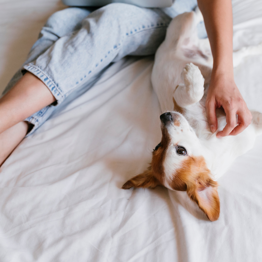 When Pet Loss Hurts More Than Just Your Heart