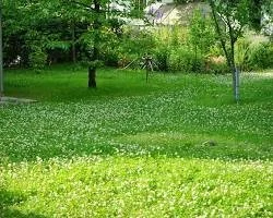 10 Common lawn weeds in Minnesota and how to manage them