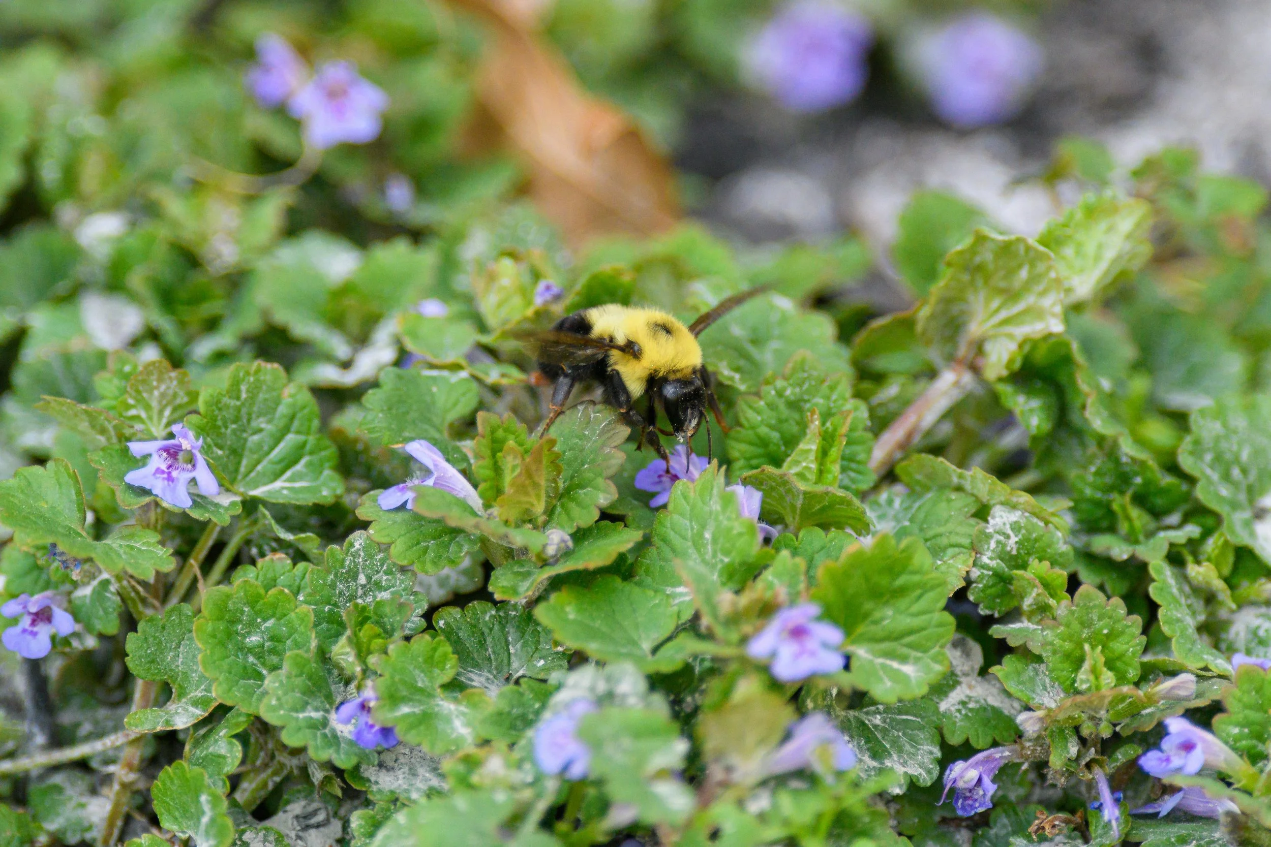 4 Steps to Fix Your Muddy St. Paul Lawn This Spring