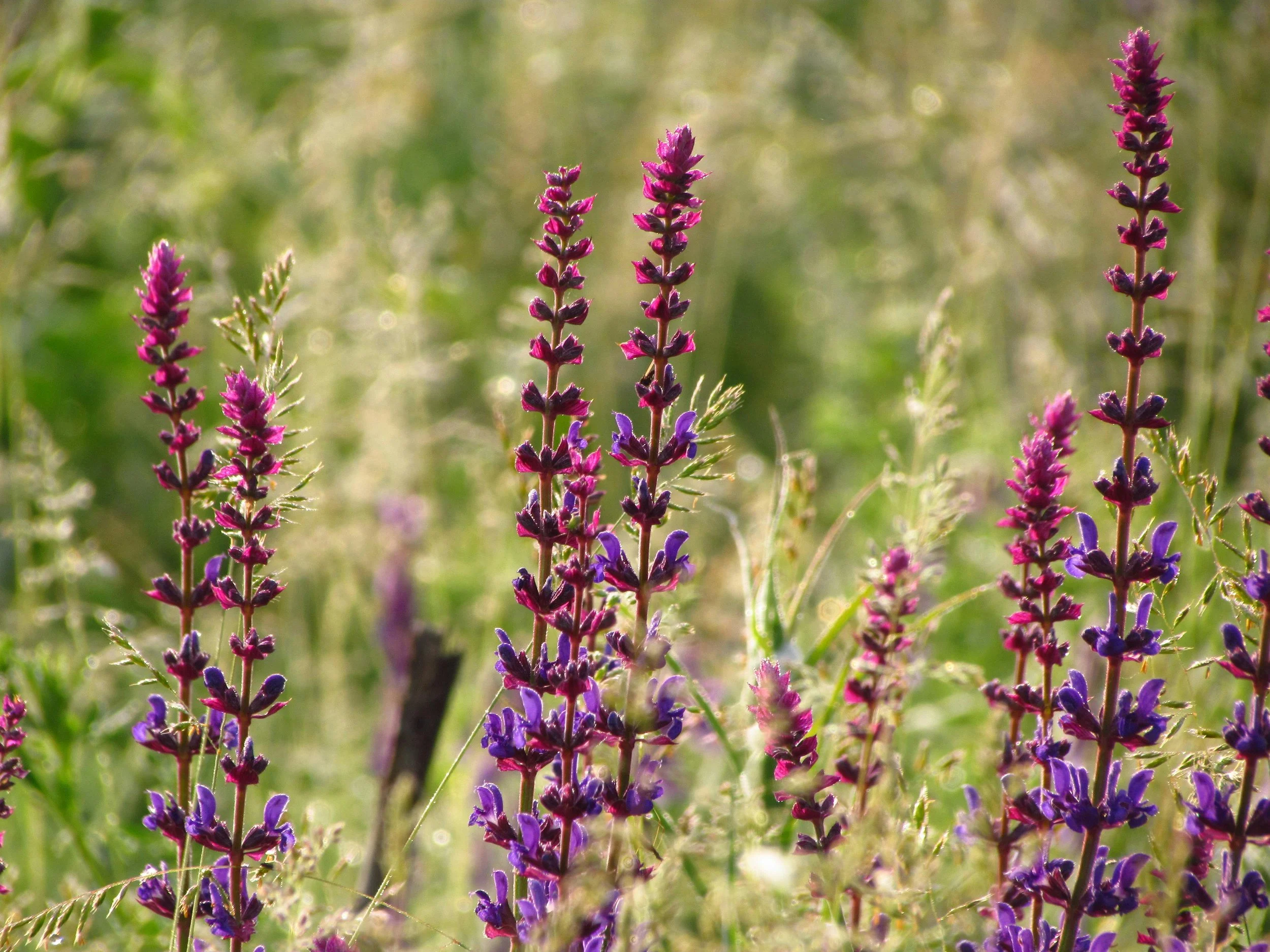 Best Native Perennials for Low-Maintenance Twin Cities Gardens