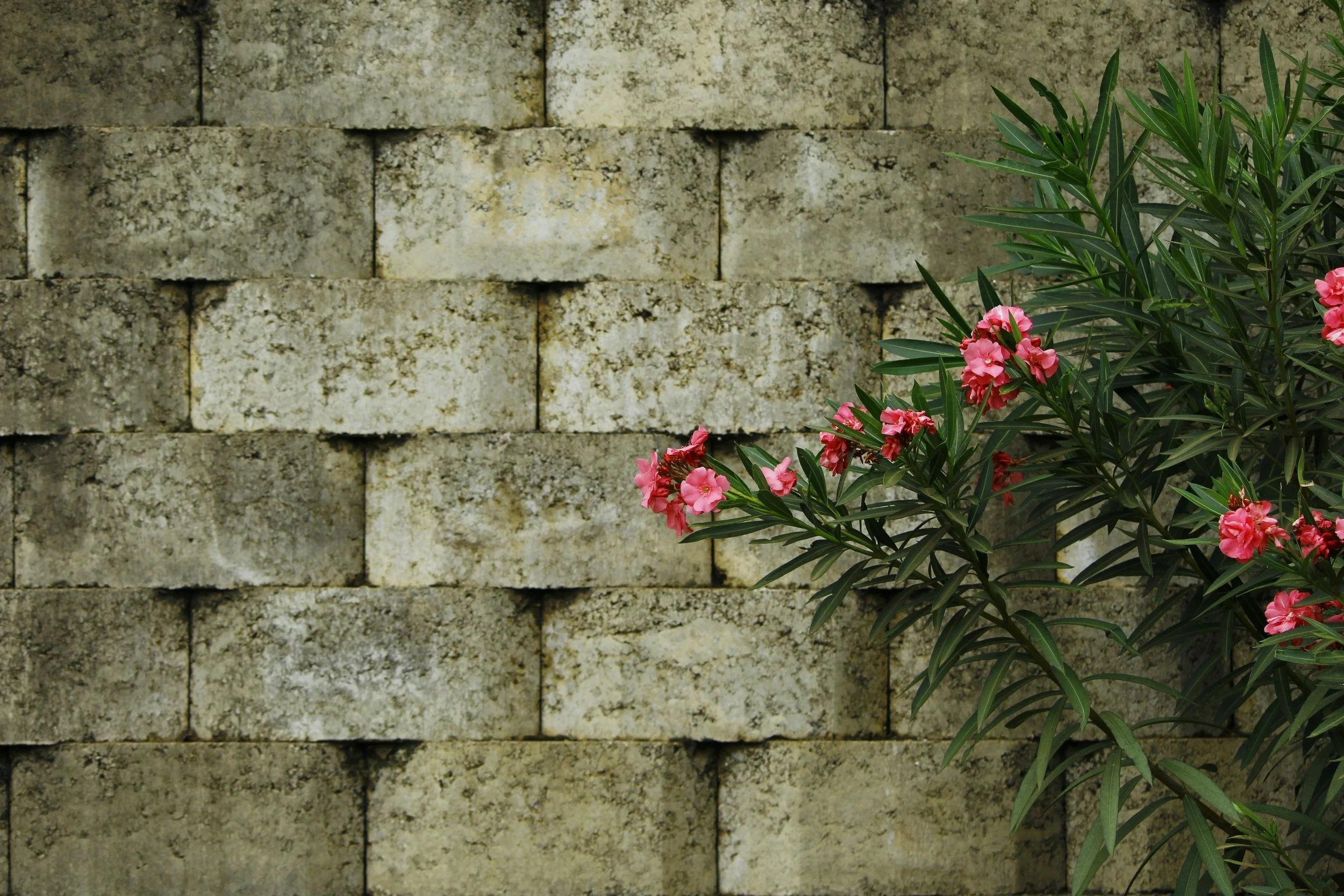 4 Reasons Why Your Retaining Wall is Failing (And How to Build One That Lasts)