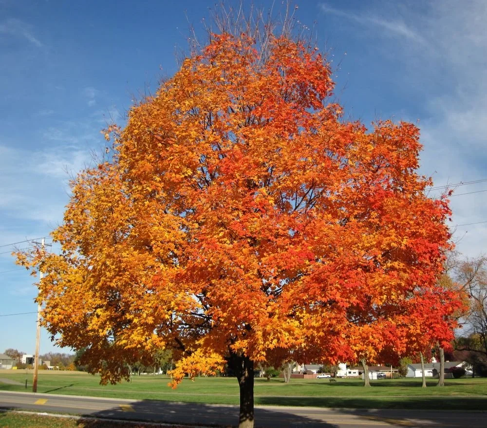 Fast-Growing, EAB-Resistant Alternatives for Ramsey County Ash Trees