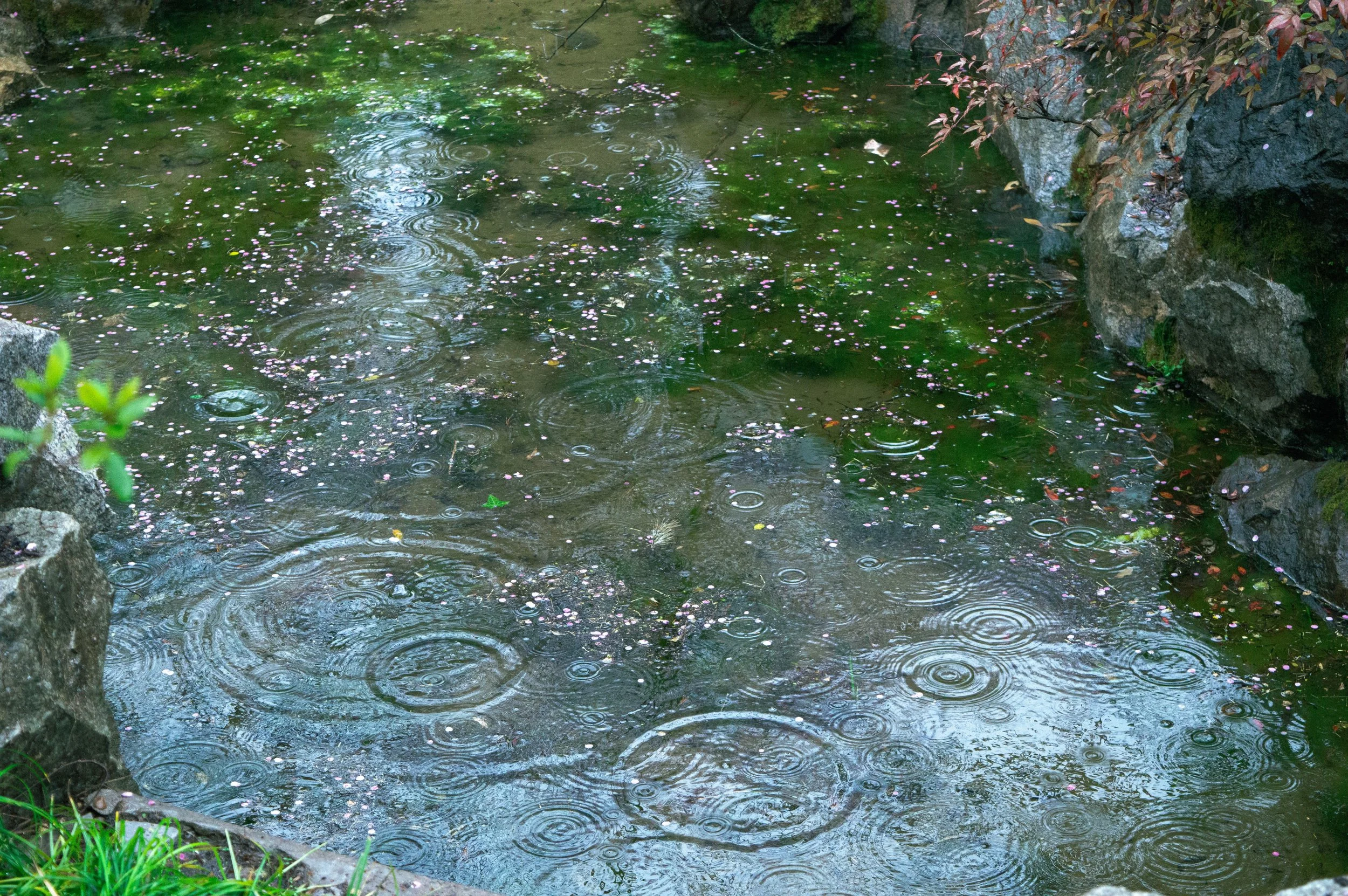 French Drains vs. Rain Gardens: Solving Standing Water in St. Paul