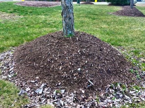Why "Volcano Mulching" is Killing Twin Cities Trees (And How to Fix It)