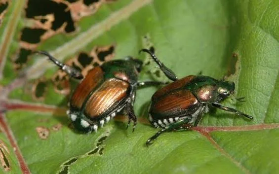 5 Proactive Ways to Stop Japanese Beetles from Destroying Your Twin Cities Yard