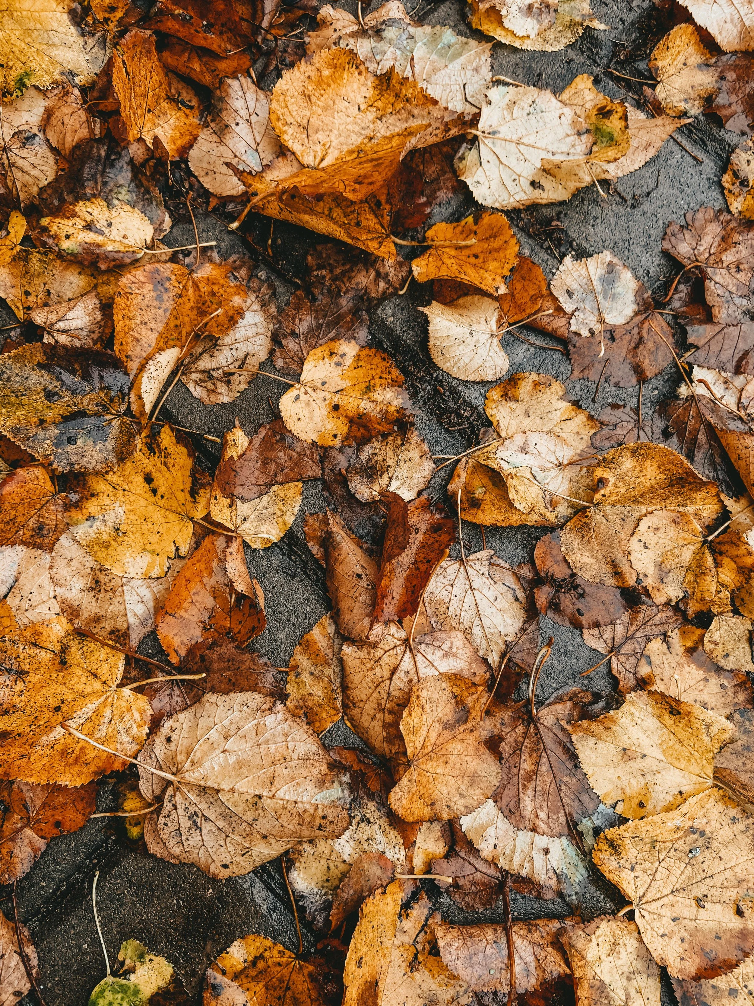 The Great Leaf Debate: Mulching vs. Bagging Your Fall Leaves in Minnesota