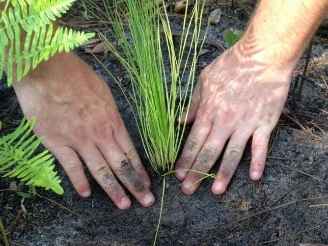 Tree Planting Hands.jpg