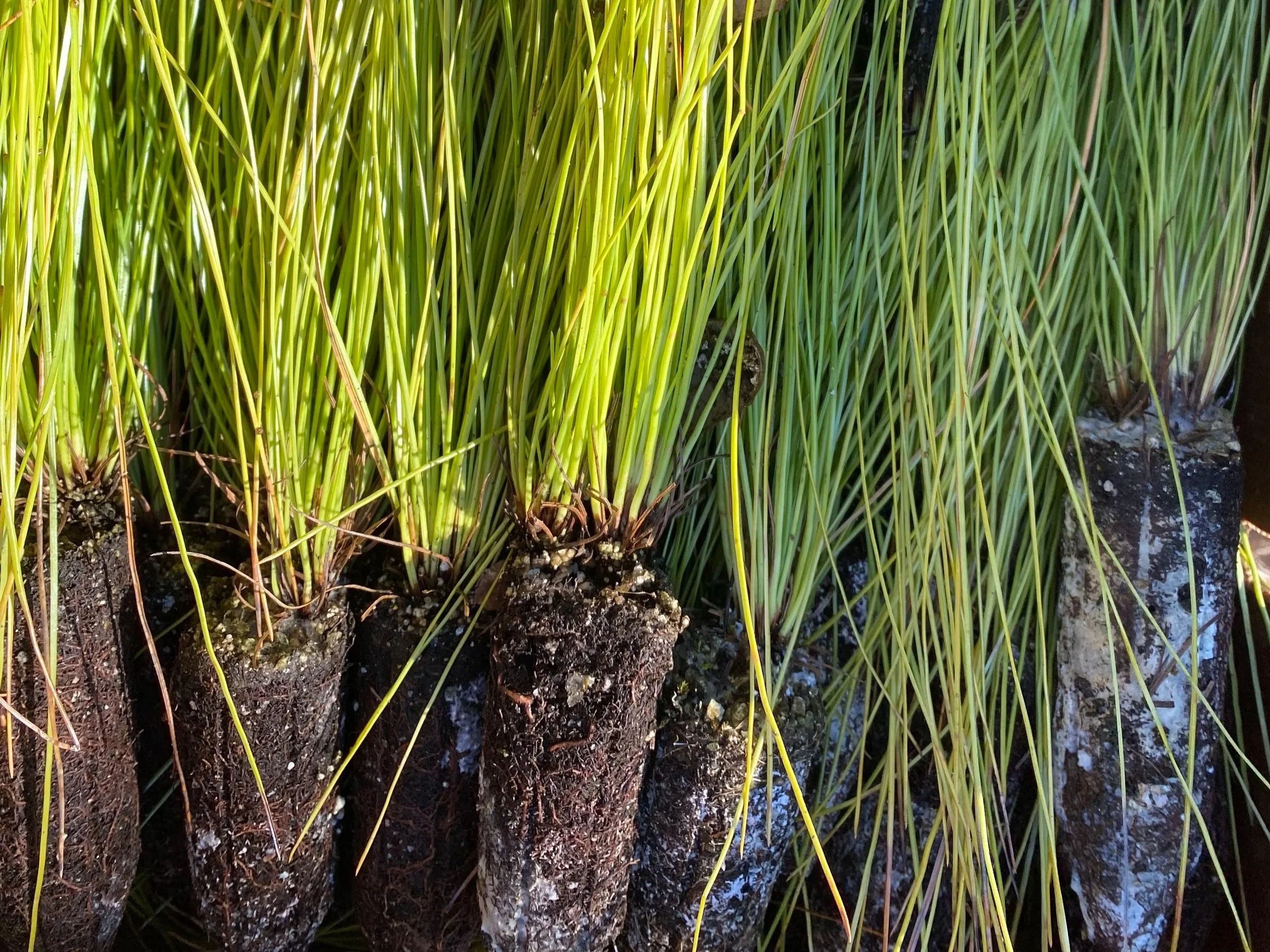Tree Planting Sprouts.jpg