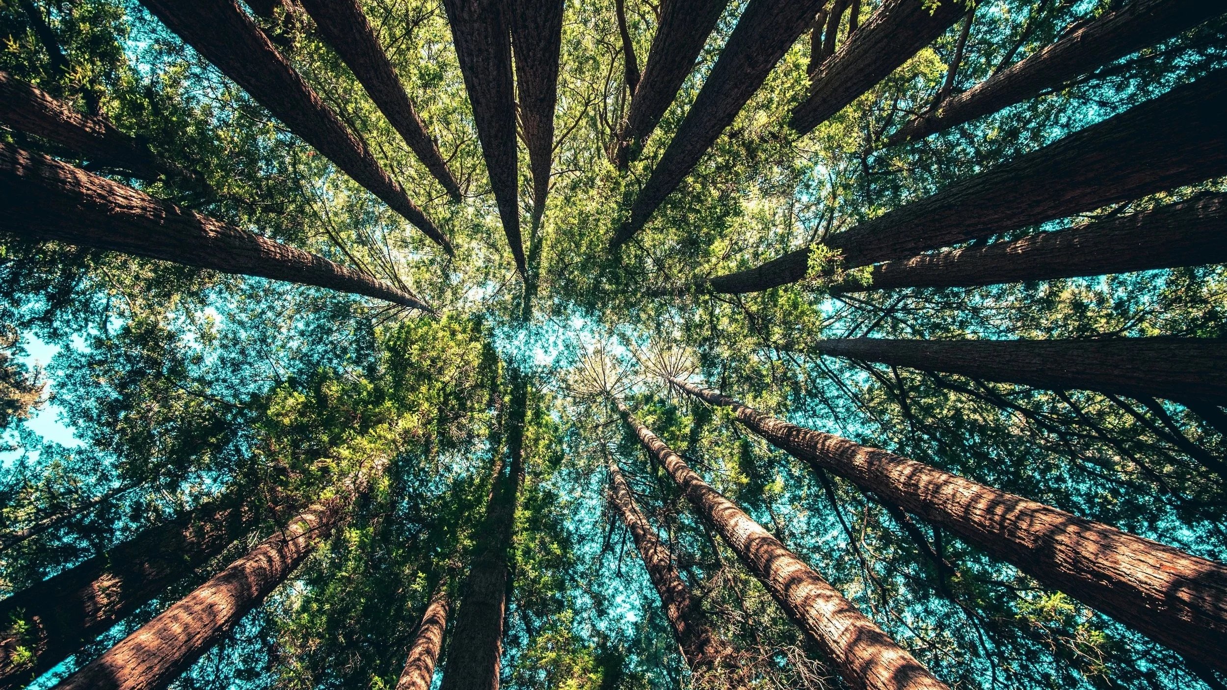 Inside the World of Carbon Credits