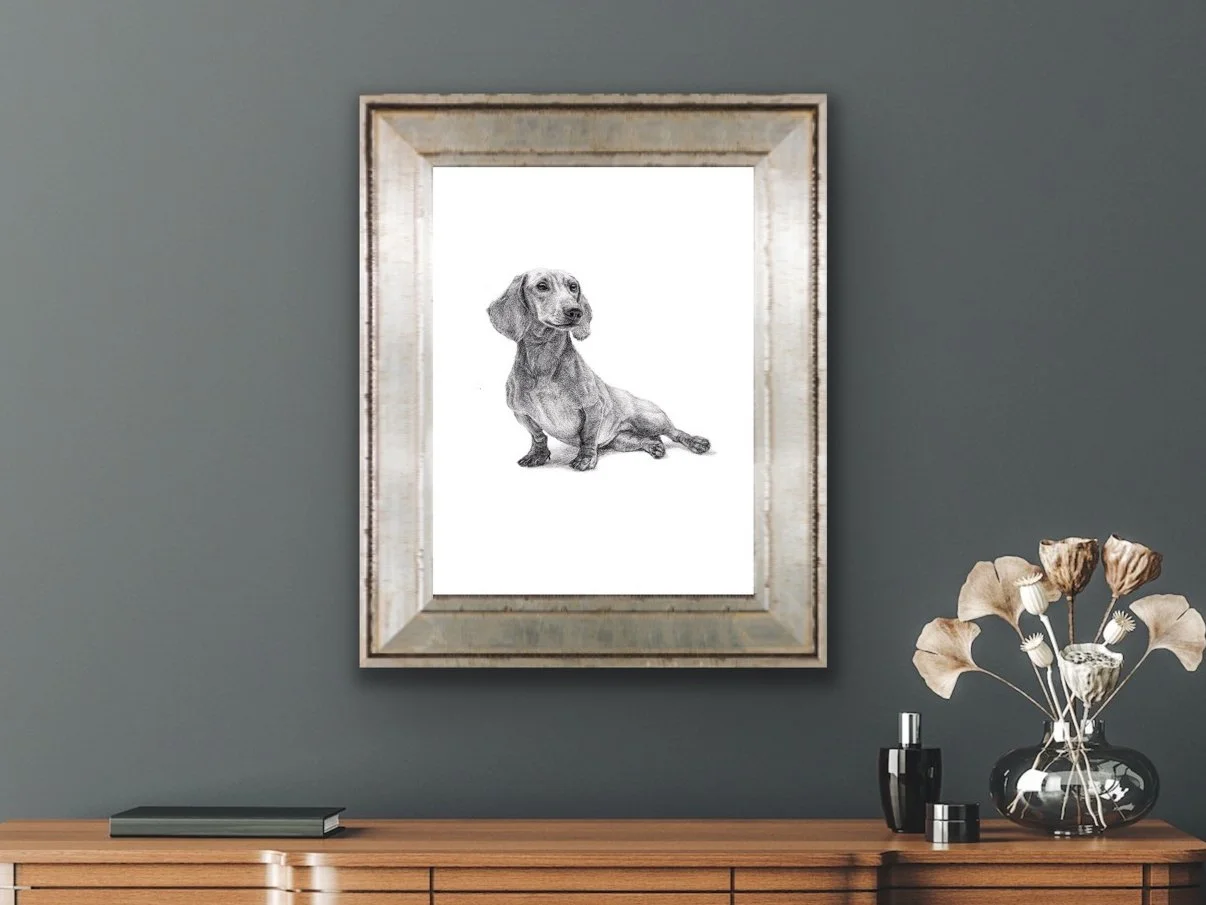 Drawing in pencil Dachshund dog.jpg