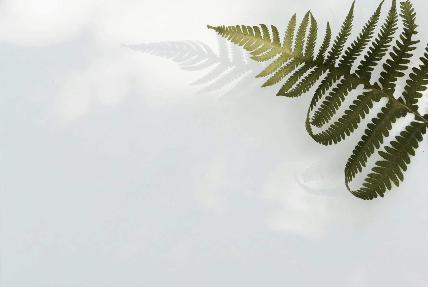 A fern casting a distinct shadow, illustrating differentiation and the separateness of self in relationships.