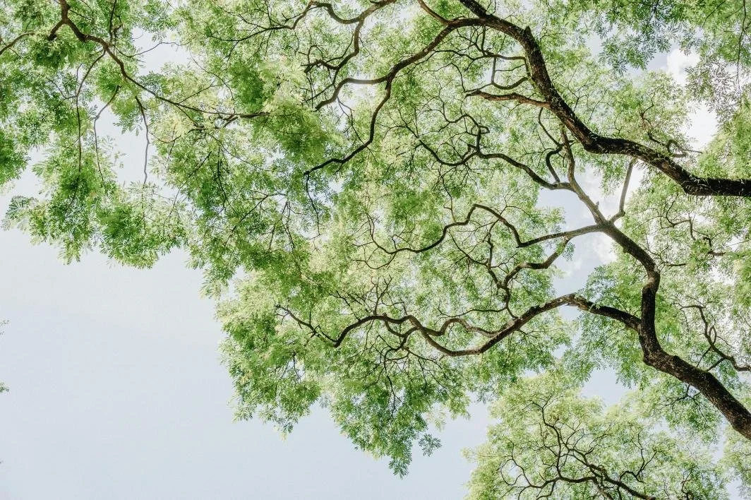 Depth and somatic psychotherapy for Washington residents looking up at a tree with green leaves and dark, twisted branches against a pale sky.