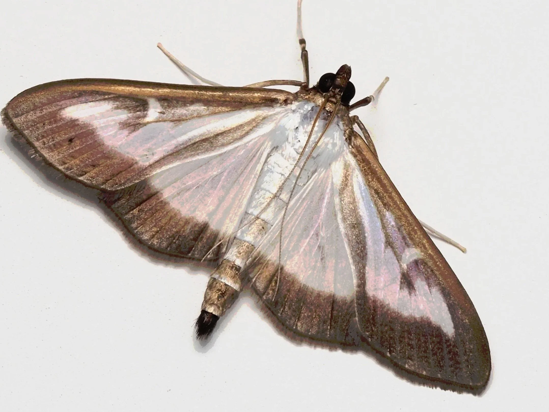 Somatic EMDR Therapy for Overwhelm