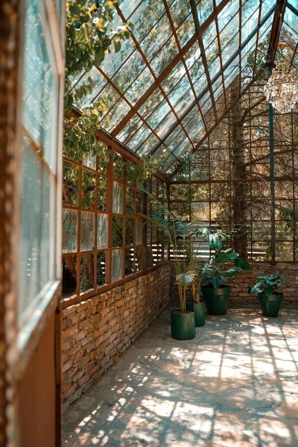 Sunlit greenhouse filled with lush plants, symbolizing healing and growth through somatic EMDR therapy.