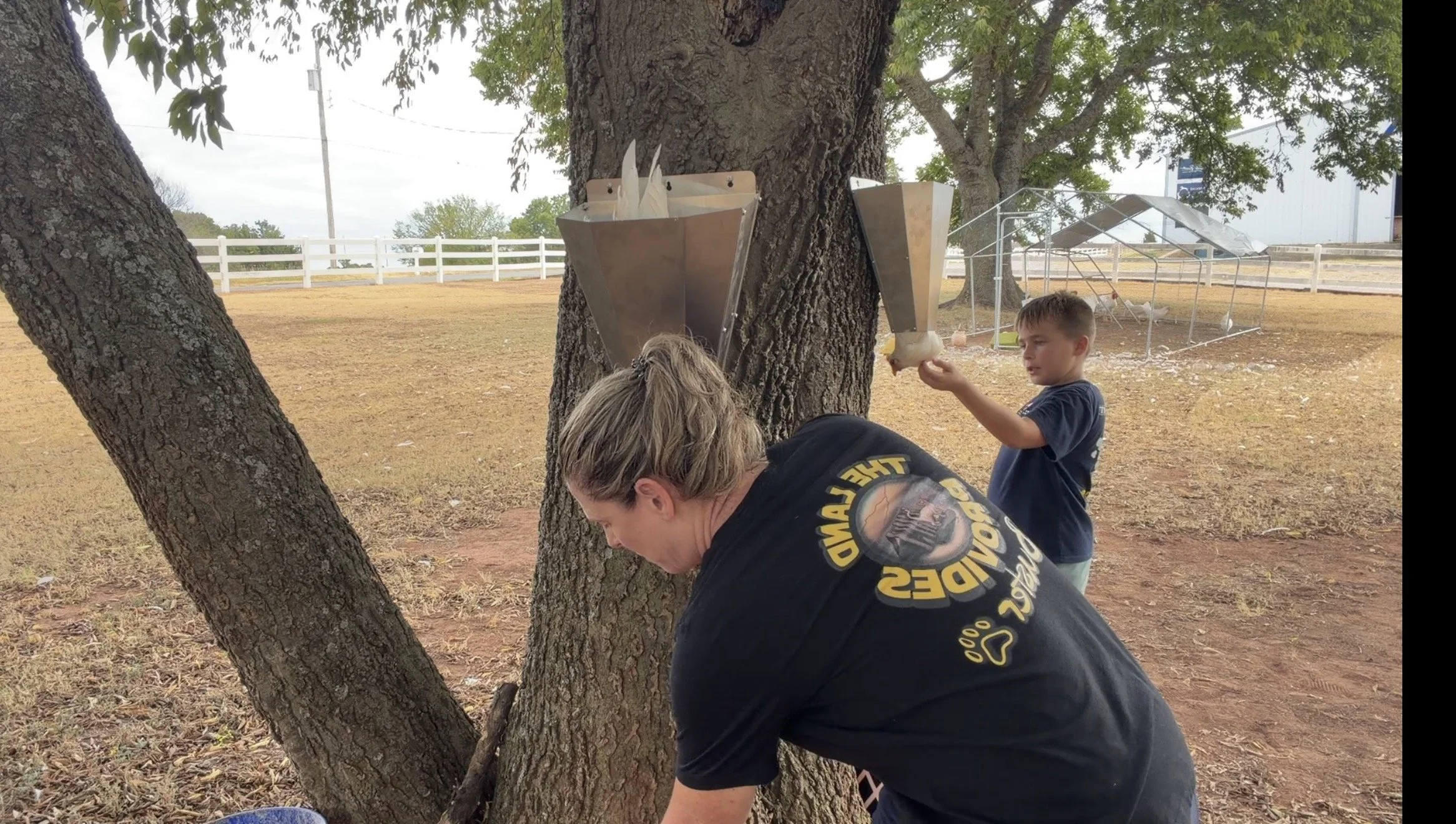 Woman and a boy with chickens in processing cones on a tree while boy comforts the chicken