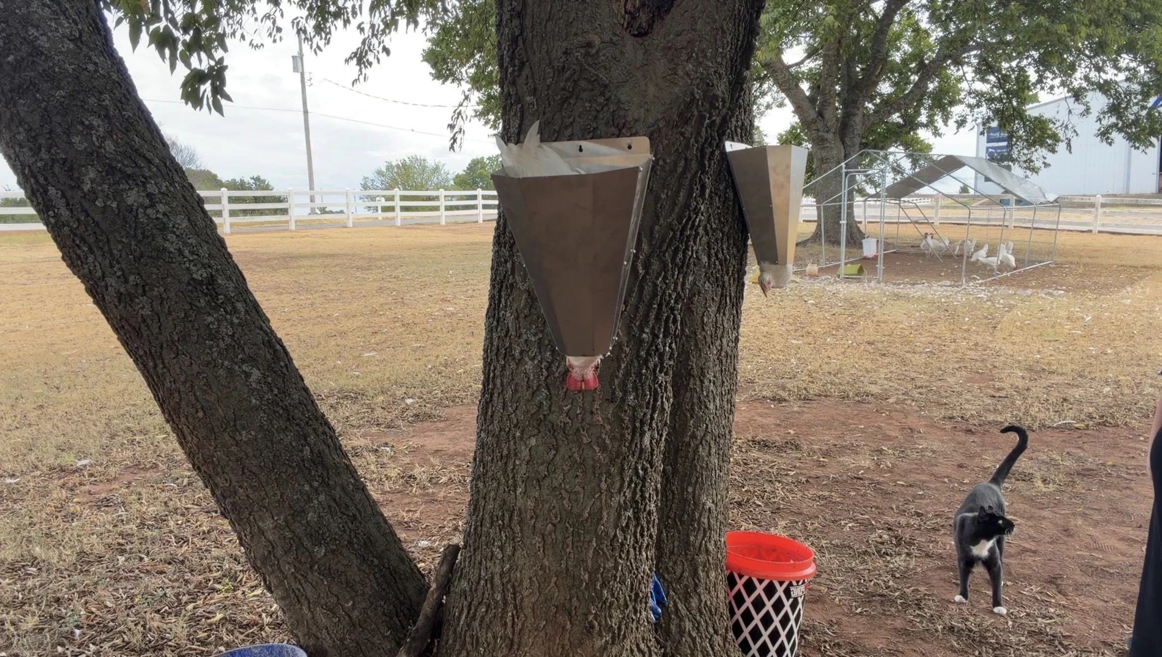 Chickens hanging in processing cones on trees while a black cat is nearby