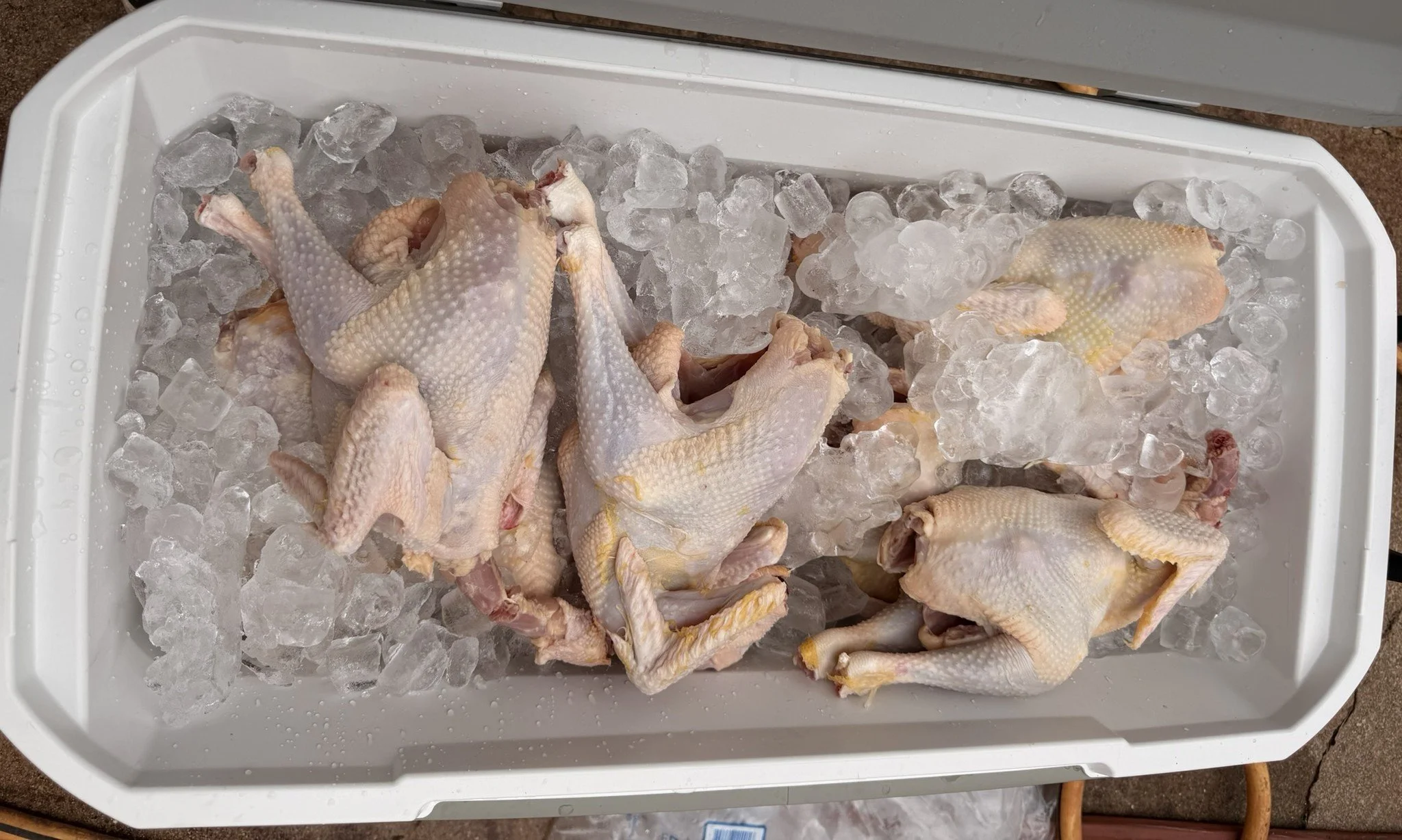 Whole raw chickens in an ice chest at Rein Maker Ranch & Farmstead