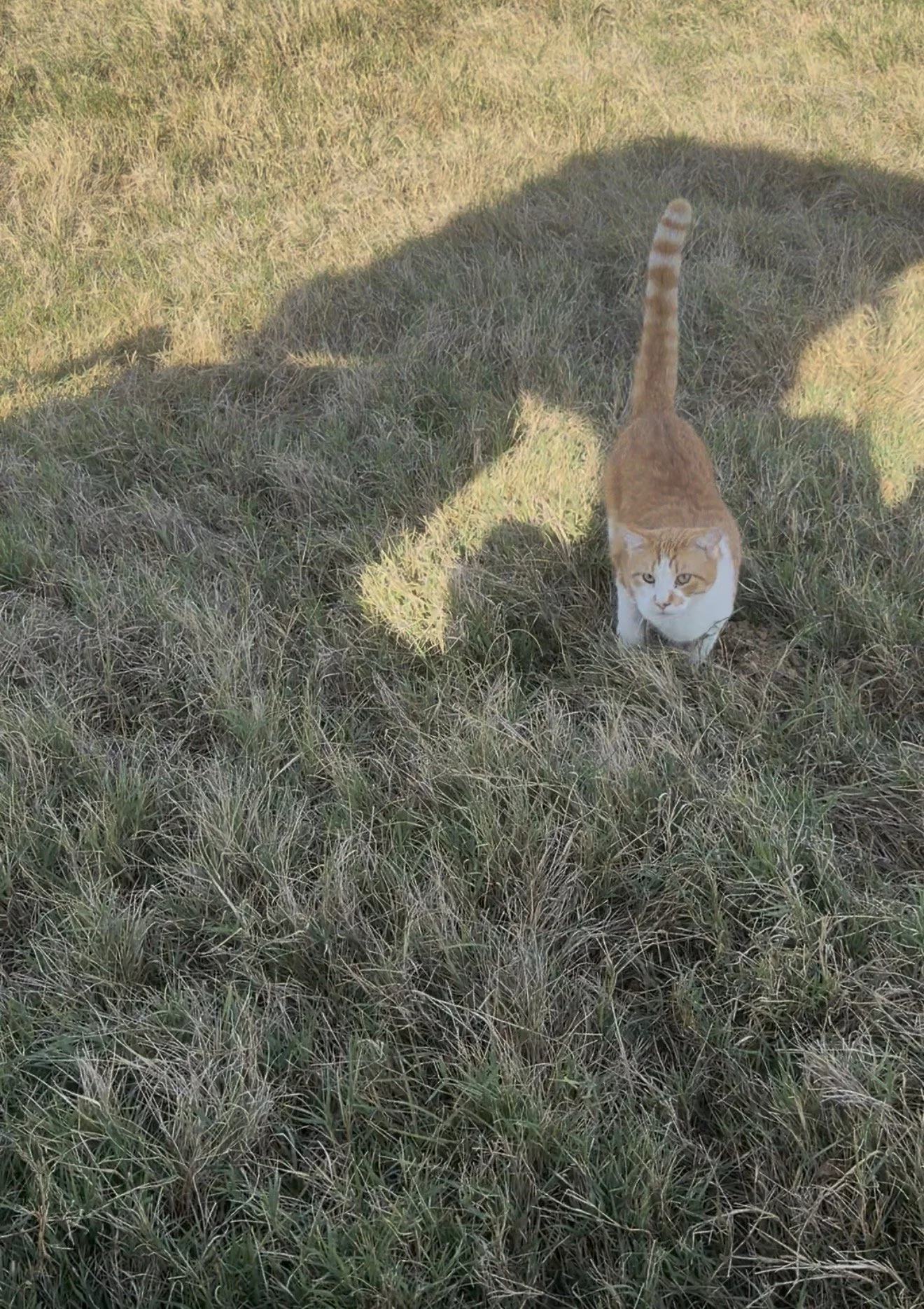 orange and white cat in grass