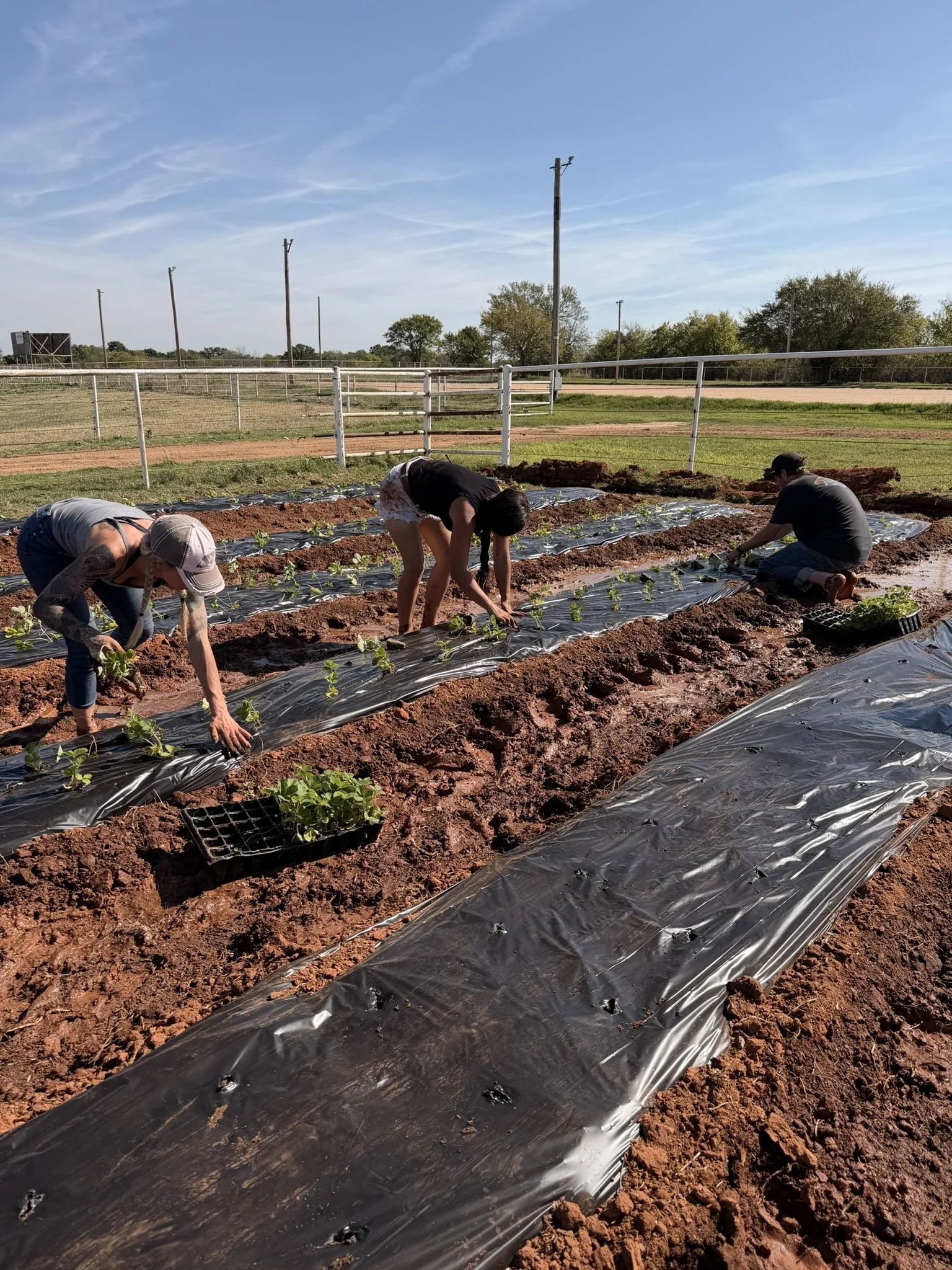 people planting strawberry plants in a field with rows covered in plastic mulch