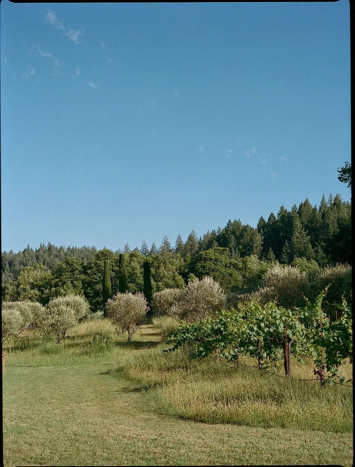 MicheleHenri-81.jpg