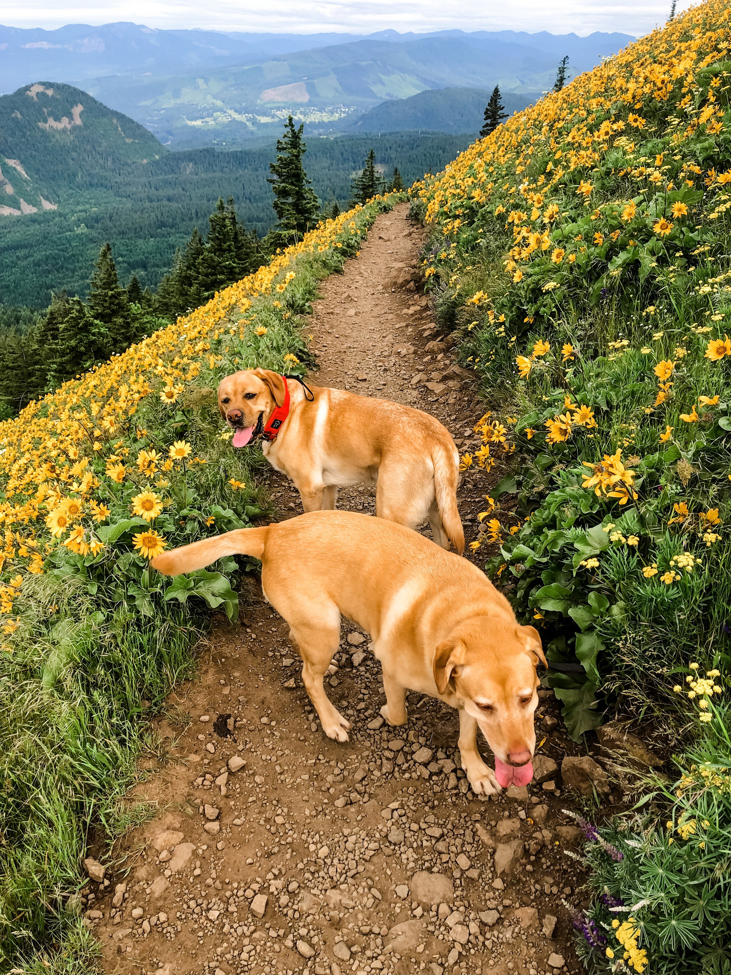 3rd Annual Dog Mt Community Hike