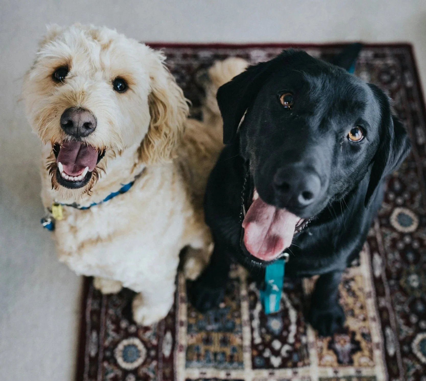 Dogs Smiling | Long Run VIP Pet Care