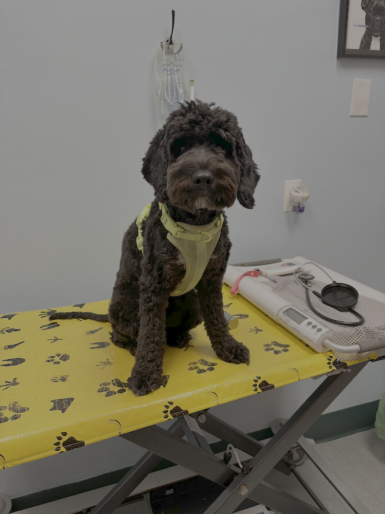 A black curly-coated dog wearing a yellow harness sitting on a yellow veterinary examination table with paw print patterns in a vet clinic. There are medical tools and equipment on the table, and an IV hanging on the wall behind it.