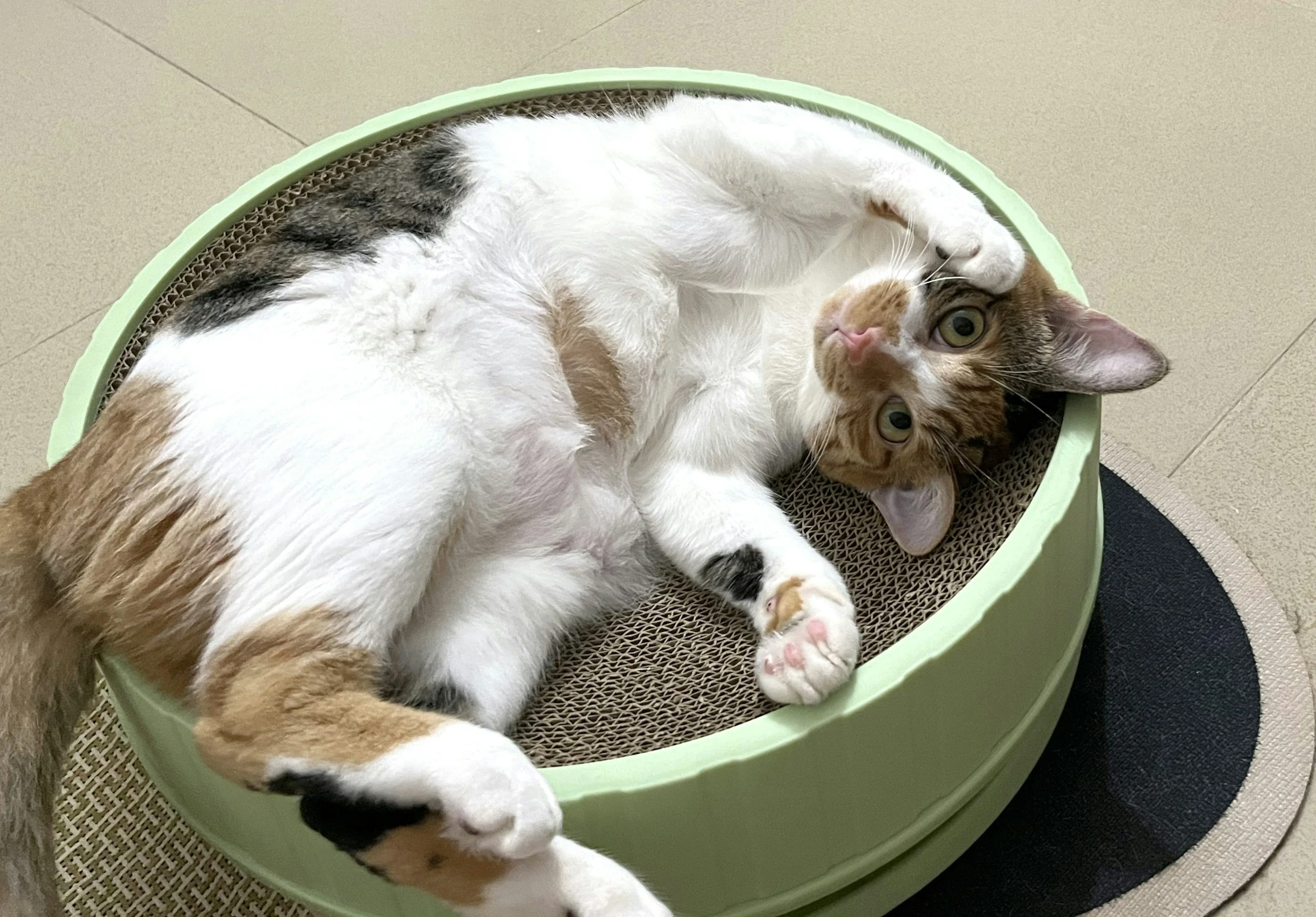 Playful Cat | Long Run VIP Pet Care