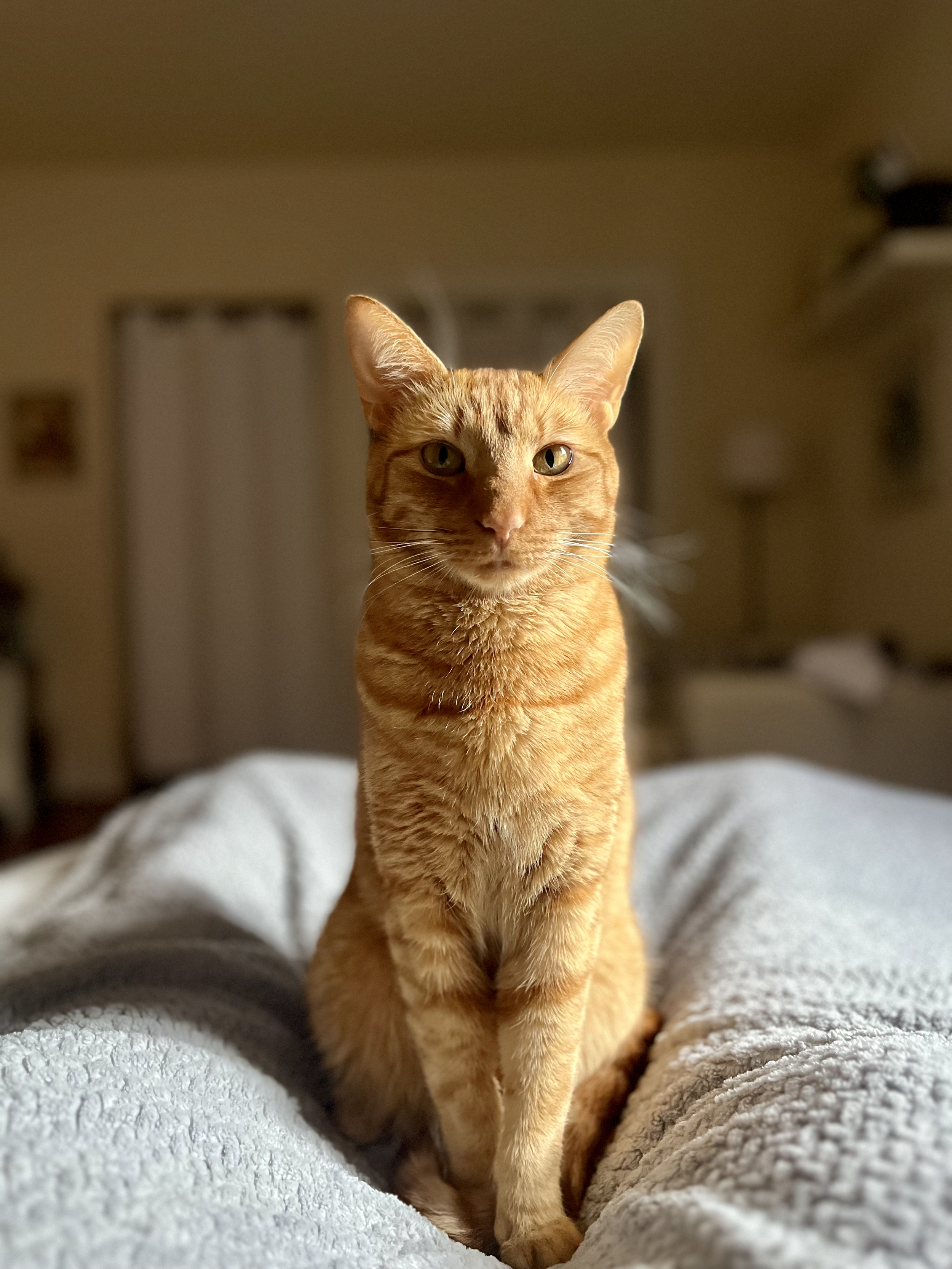 Orange tabby cat sitting on a soft blanket, looking directly at the camera in a cozy indoor setting.