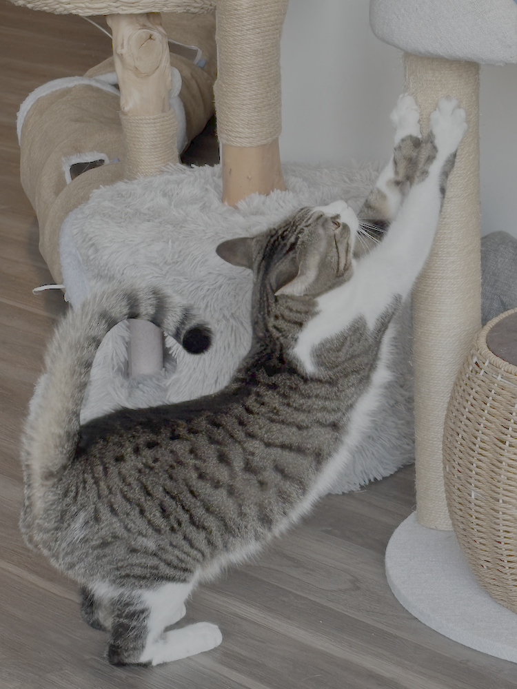 A tabby cat playing with a scratching post that has a round house. The cat is reaching up with one paw and standing on its hind legs on a wooden floor.