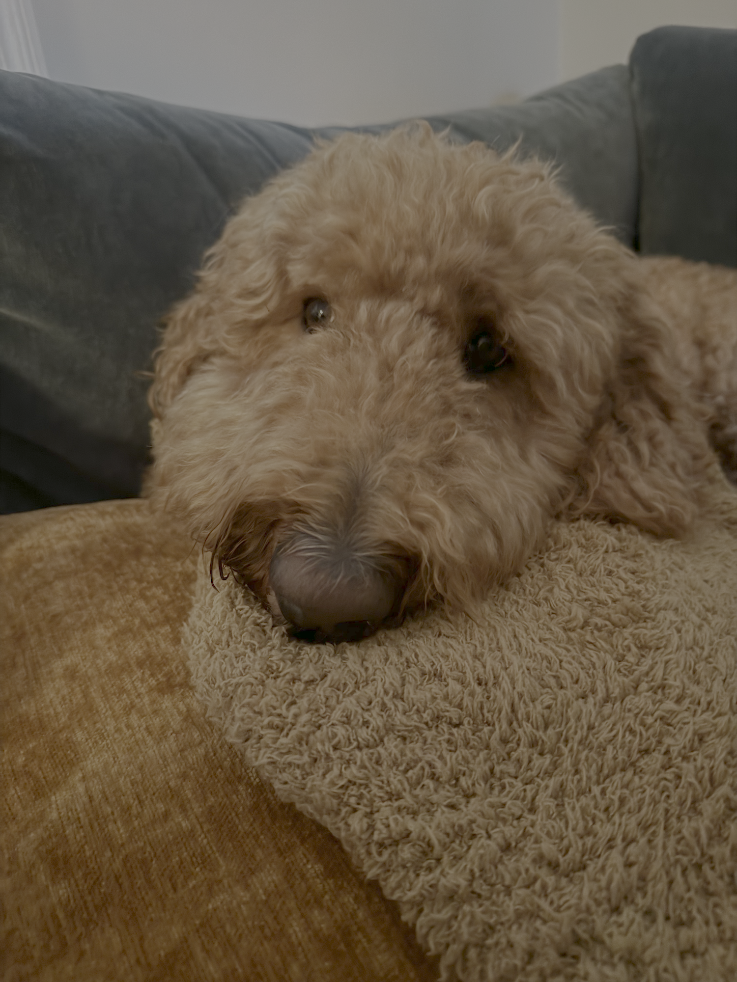 A happy curly-haired Labradoodle lying on a plush pillow on a brown couch with a dark gray armrest in background.