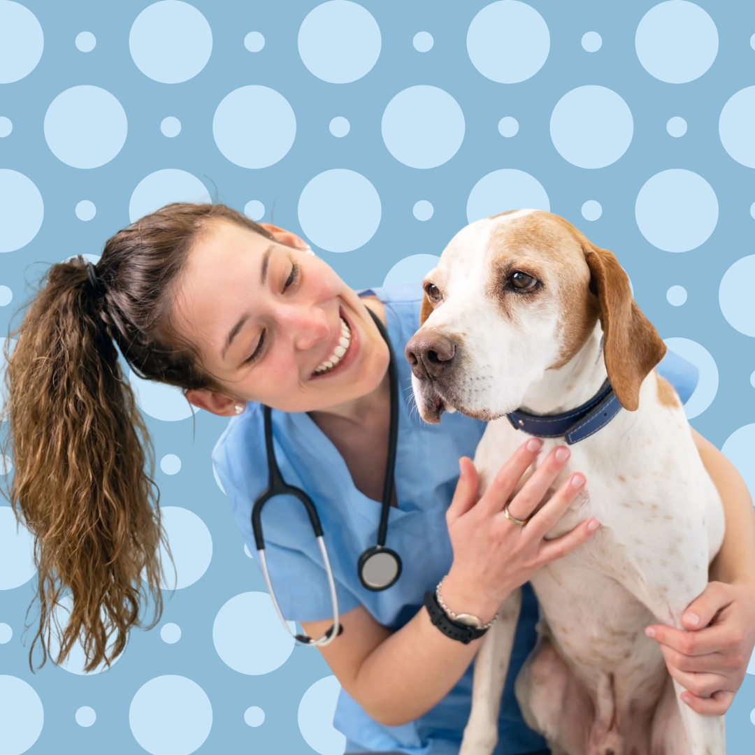 A smiling female veterinarian holding a large white and brown dog with a blue collar against a blue polka dot background.