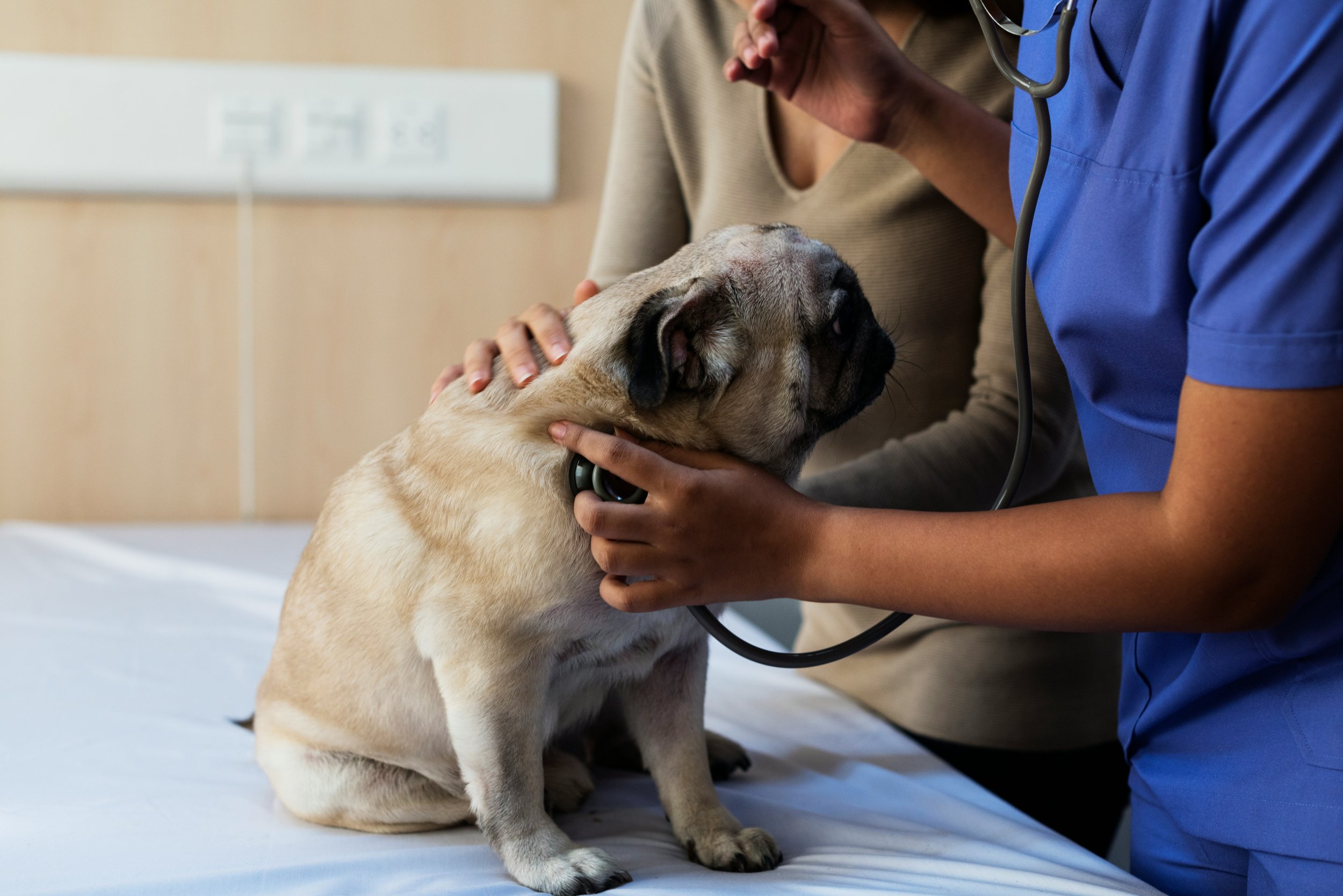 Exam of a Dog at the Vet | Vet that is committed to the care of their patients | Long-Run VIP Pet Care