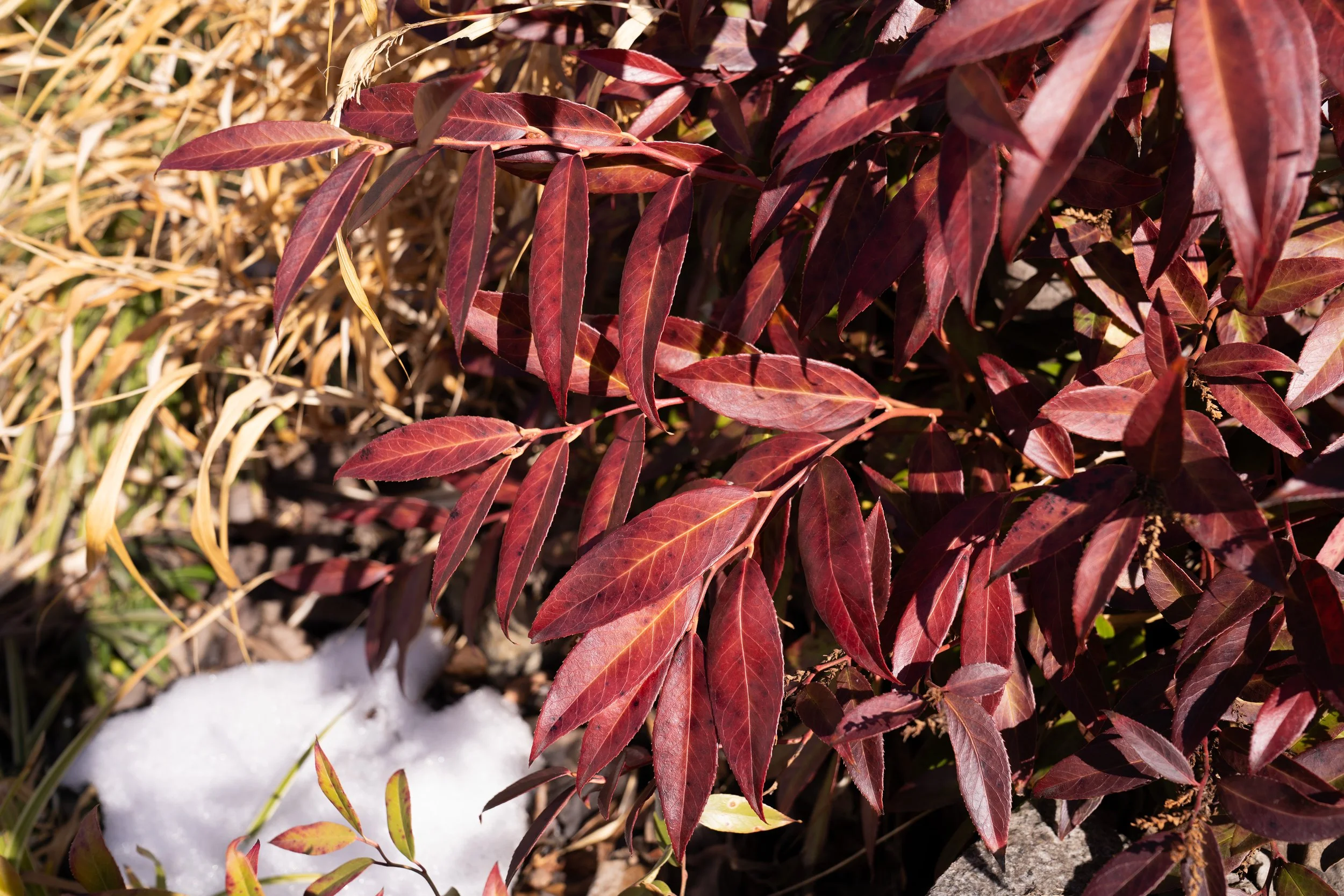 leucothoe_5.jpg