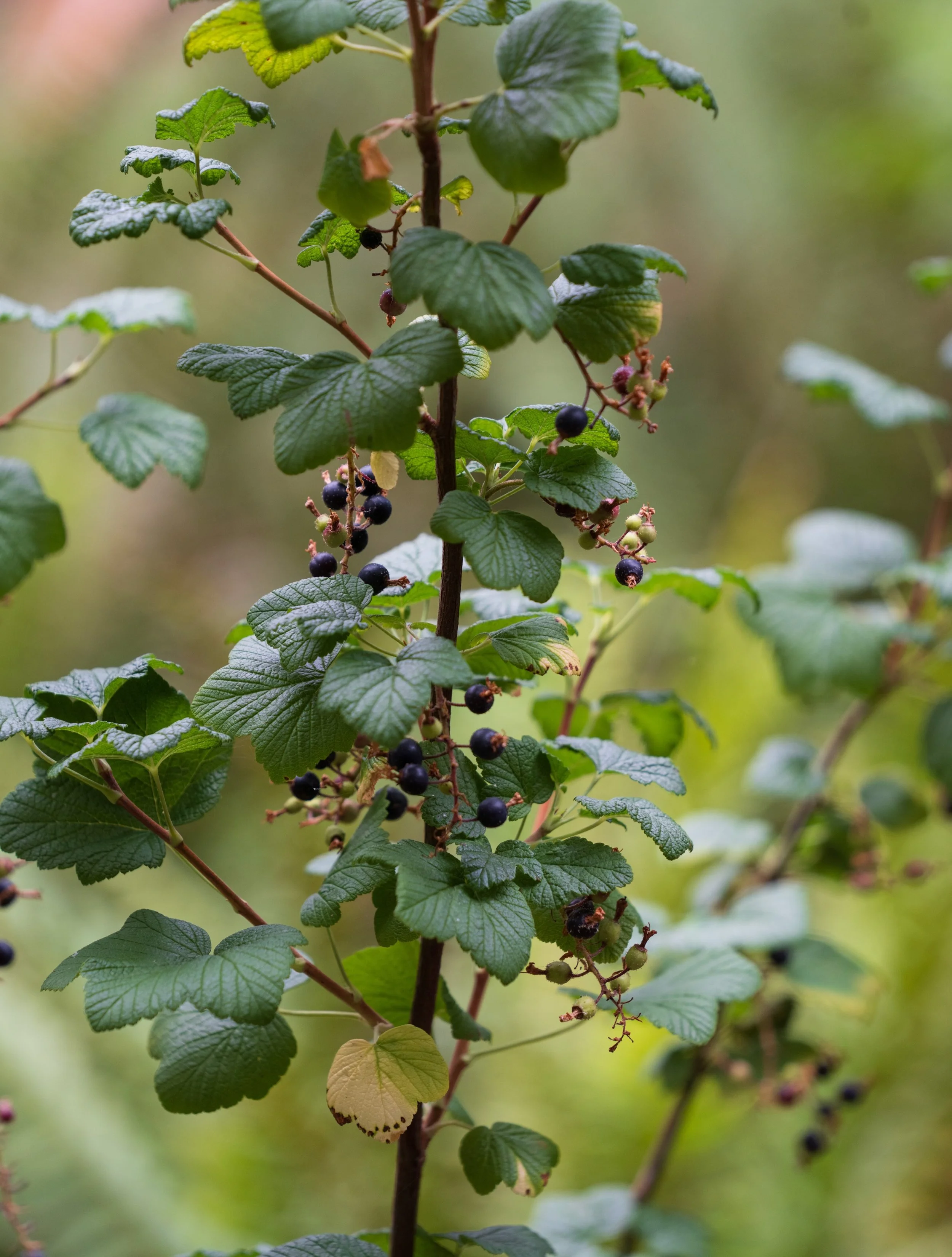 Continuing my PNW Natives appreciation series - Ribes sanguineum &lsquo;Pokey&rsquo;s Pink&rsquo; variety captured in my home garden. 

Including a photo of its sibling from this past April in case you&rsquo;re a skeptic. Multi-season interest of thi