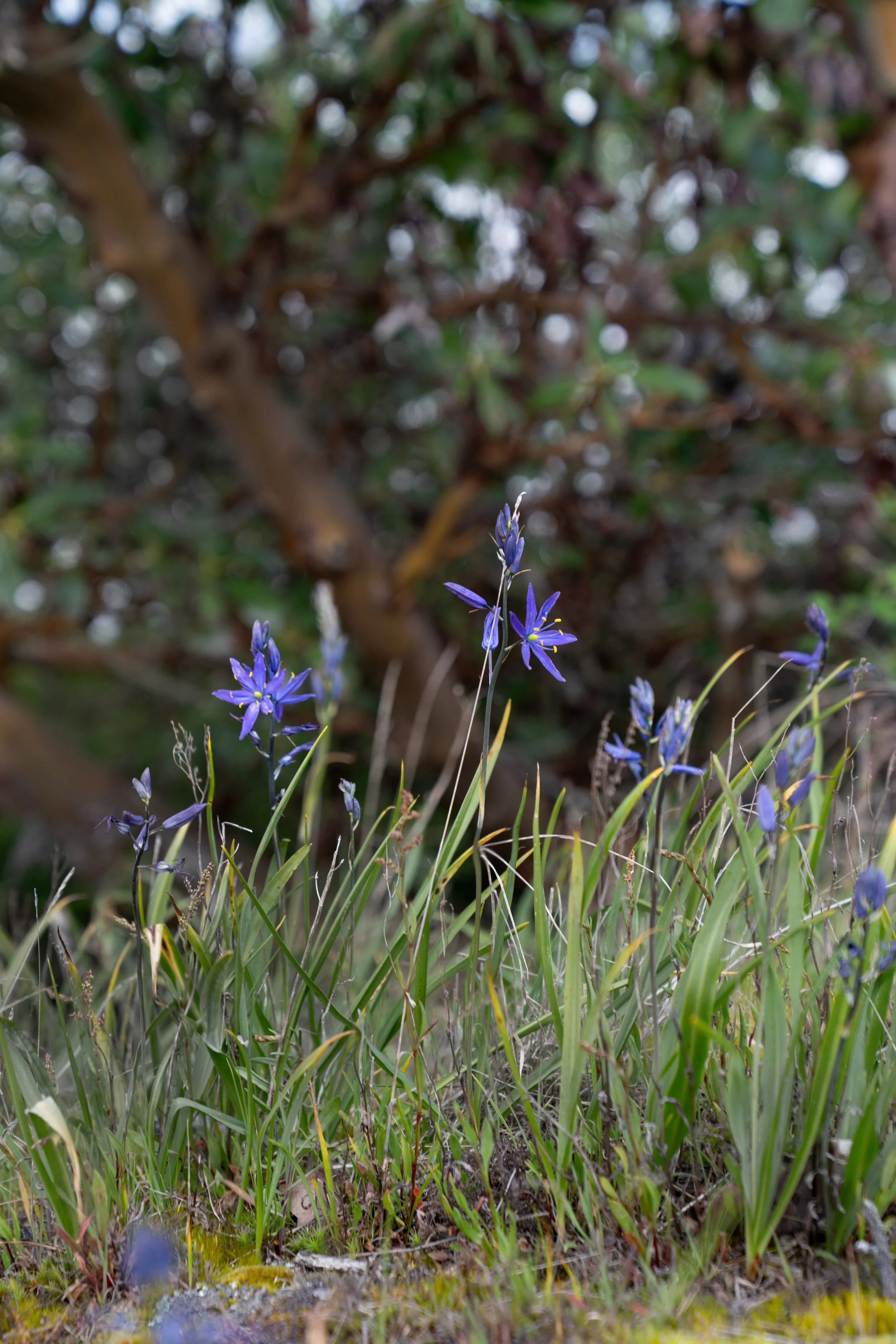 Camas on the Kitsap Peninsula and County, native purple wildflowers near the shore
