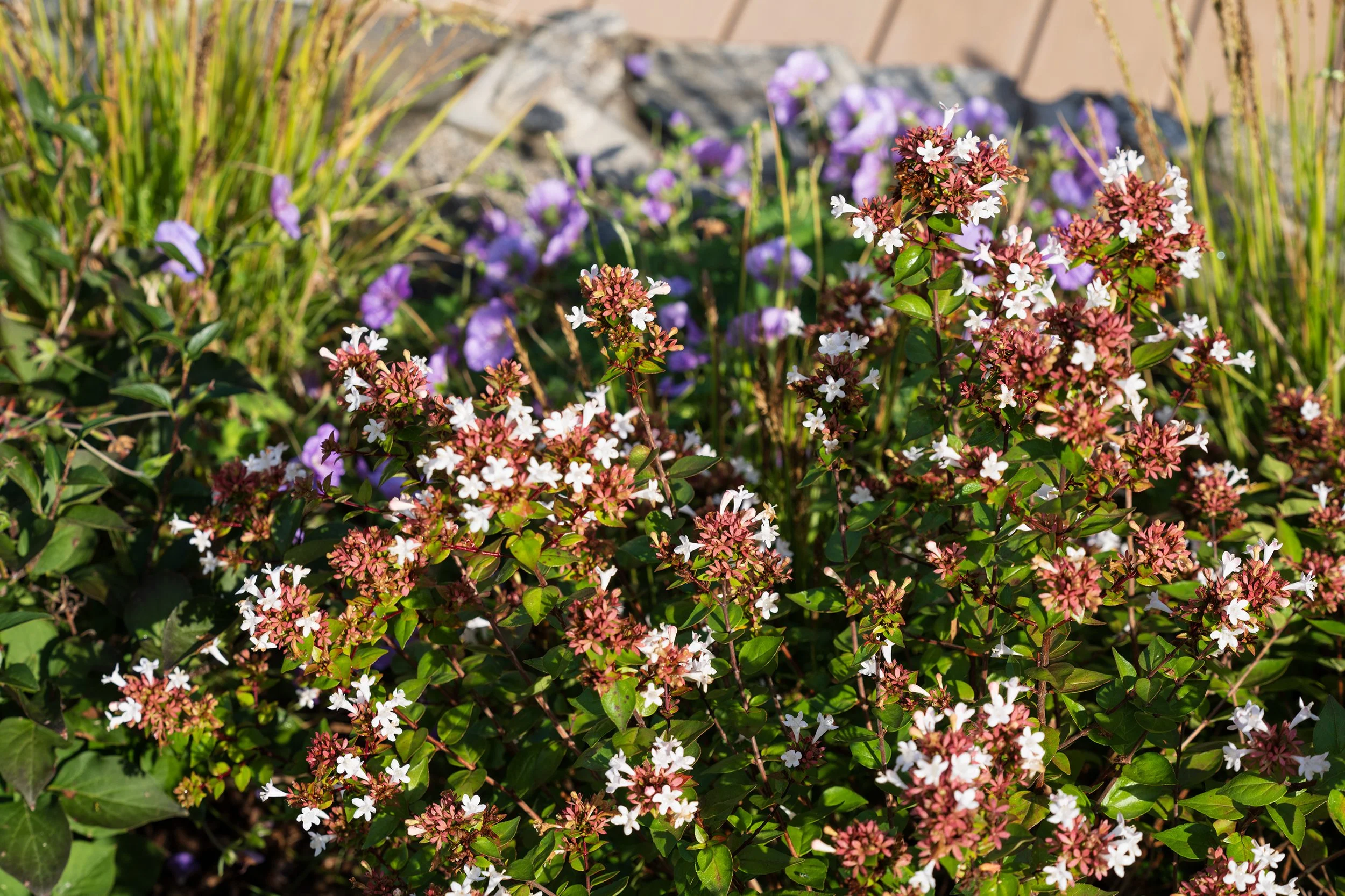 abelia.jpg