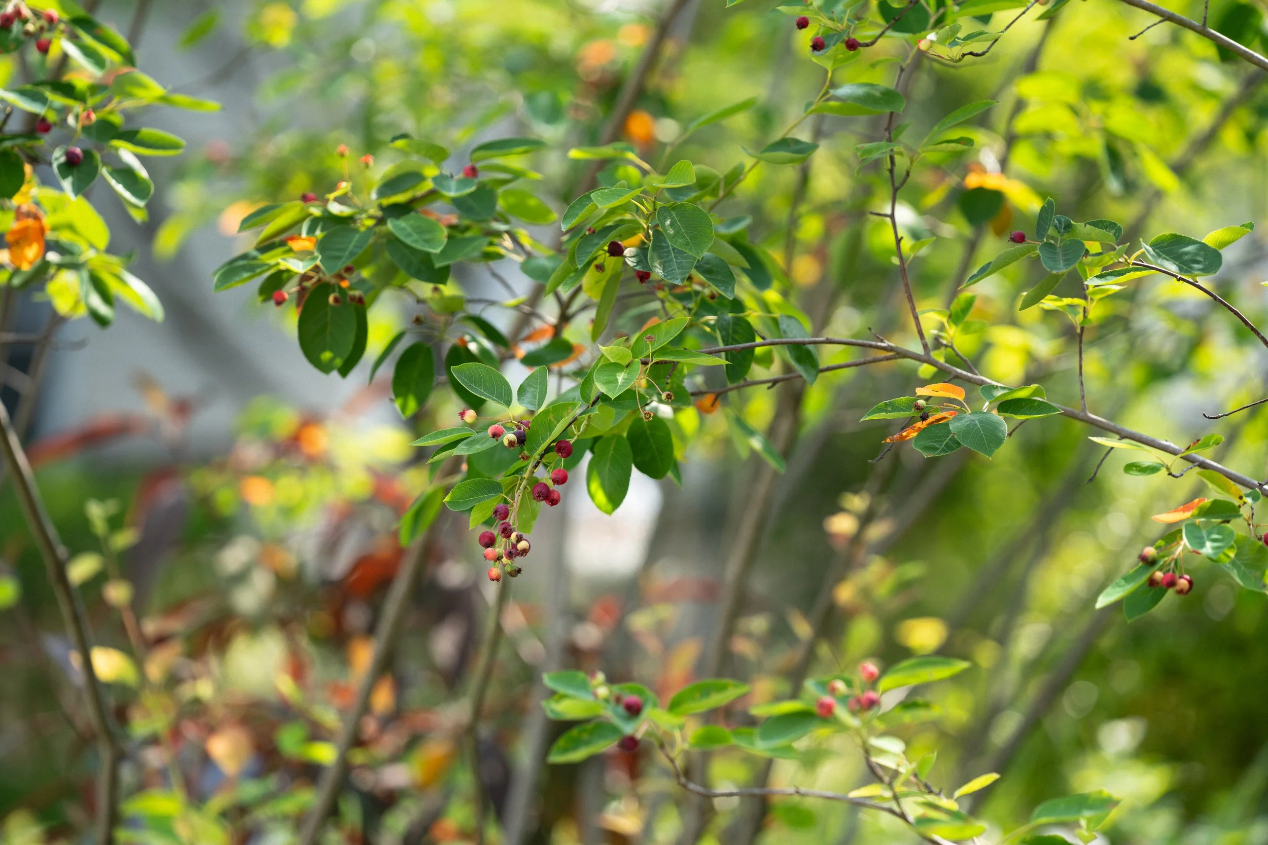 2602_Amelanchier.jpg