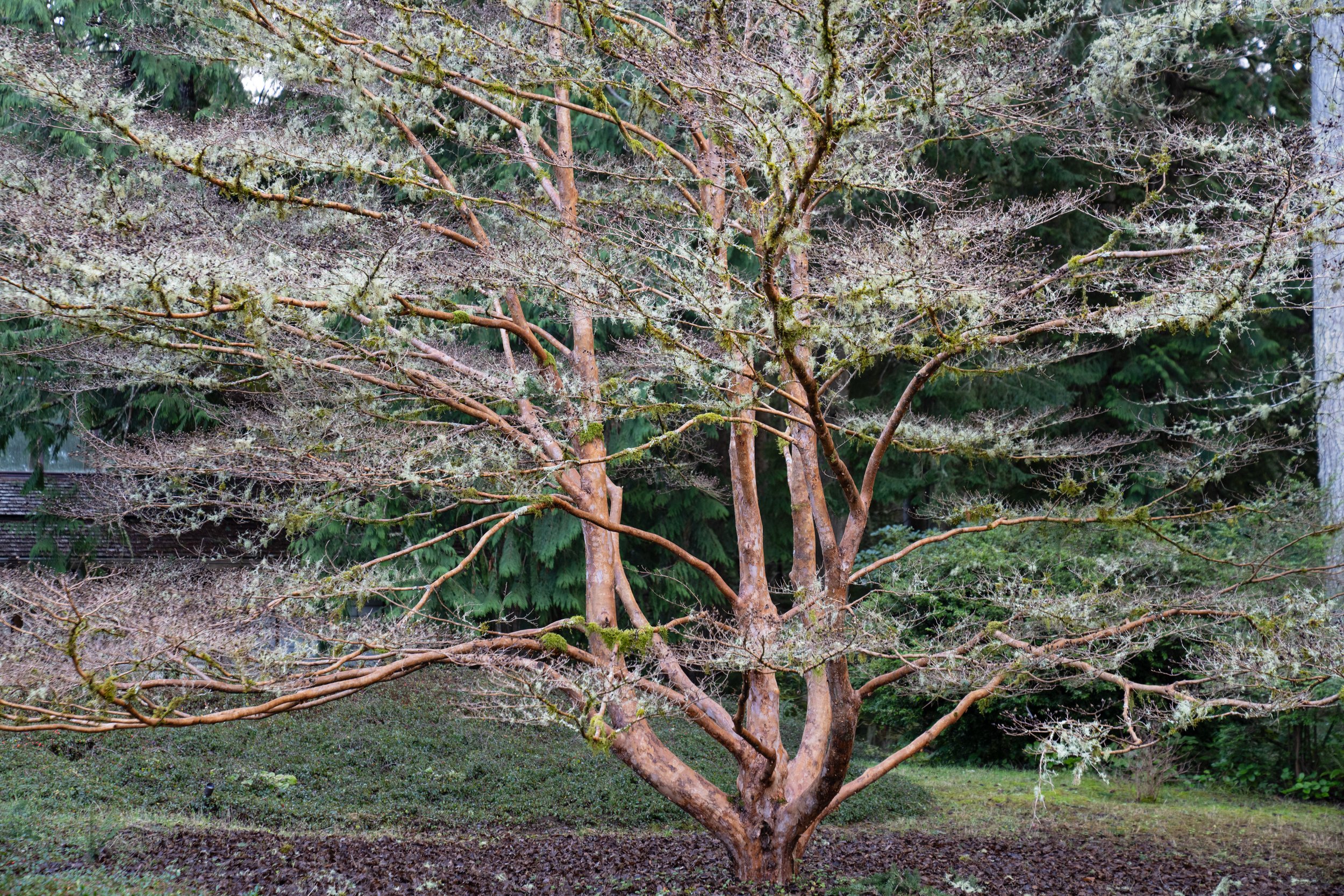 Naturalistic shoreline planting design, Bainbridge Island