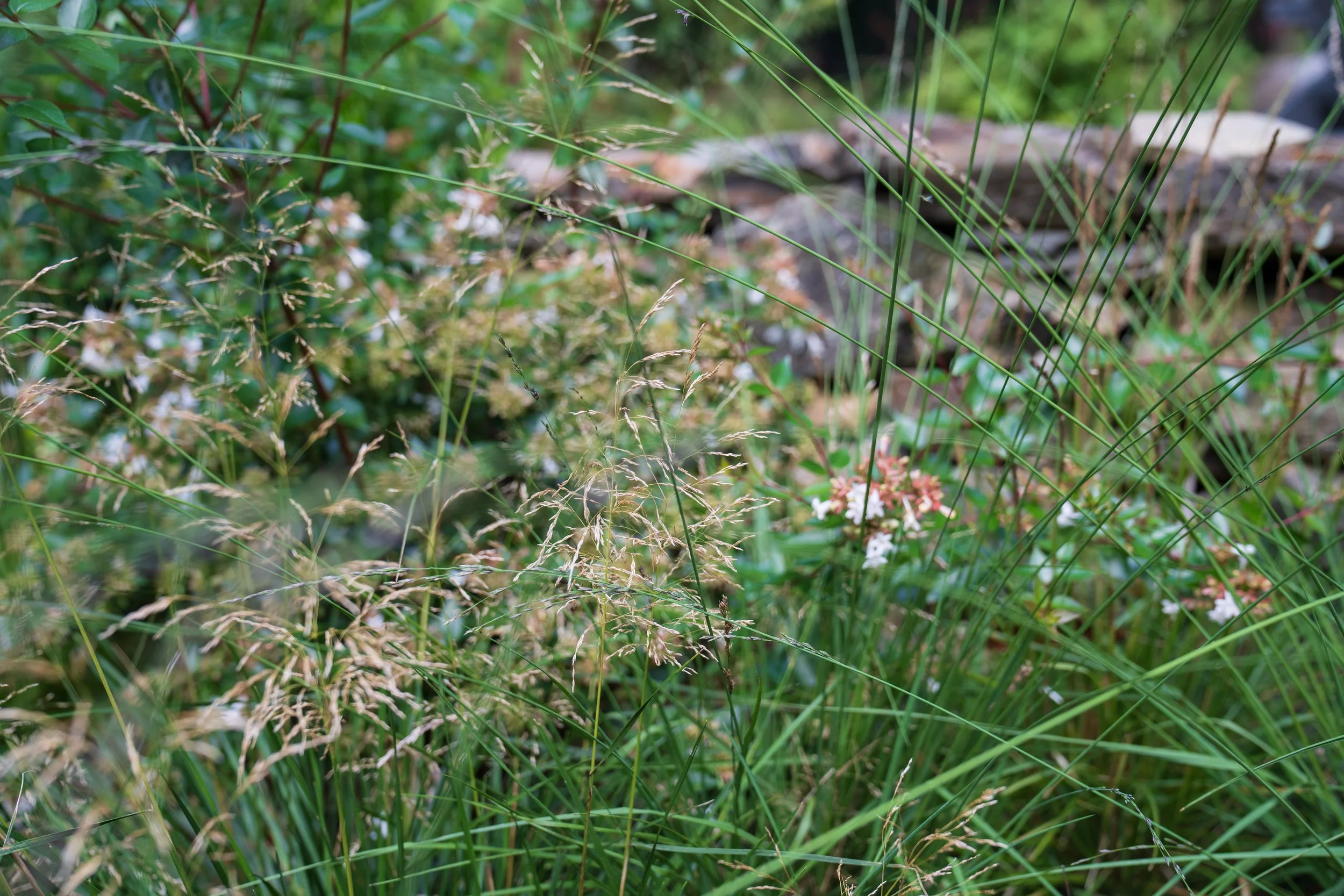 deschampsiaabelia.jpg