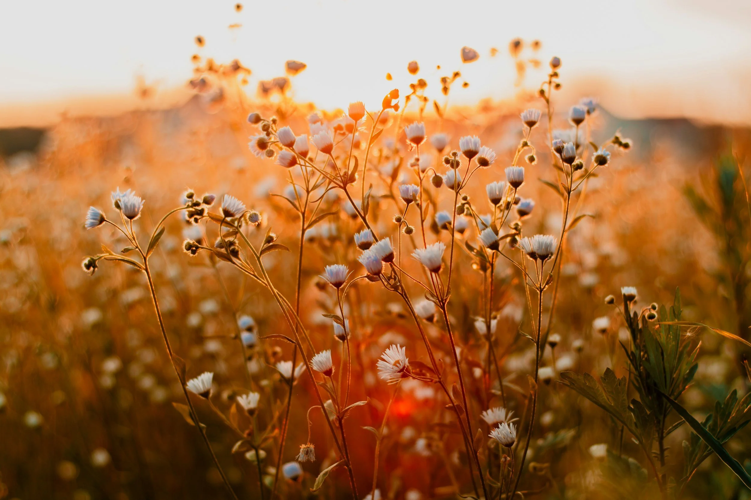 Wildflowers illuminated by warm sunset light