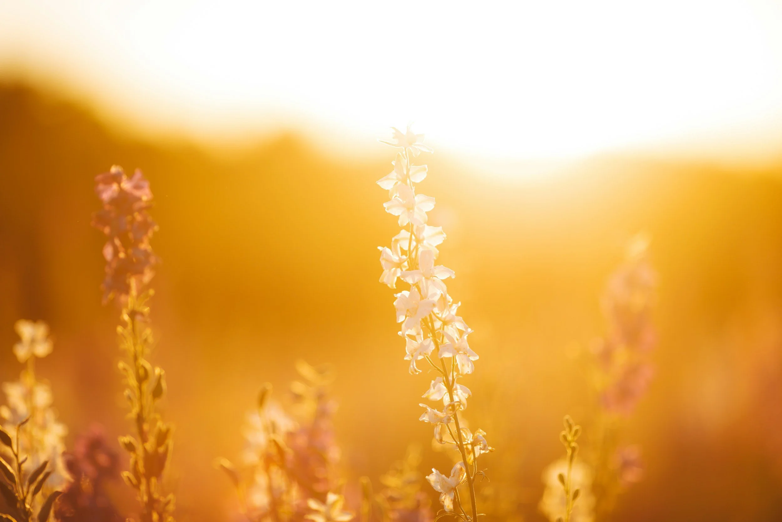 Close-up of tall wildflowers with white, purple, and pink petals illuminated by warm sunlight in a field.