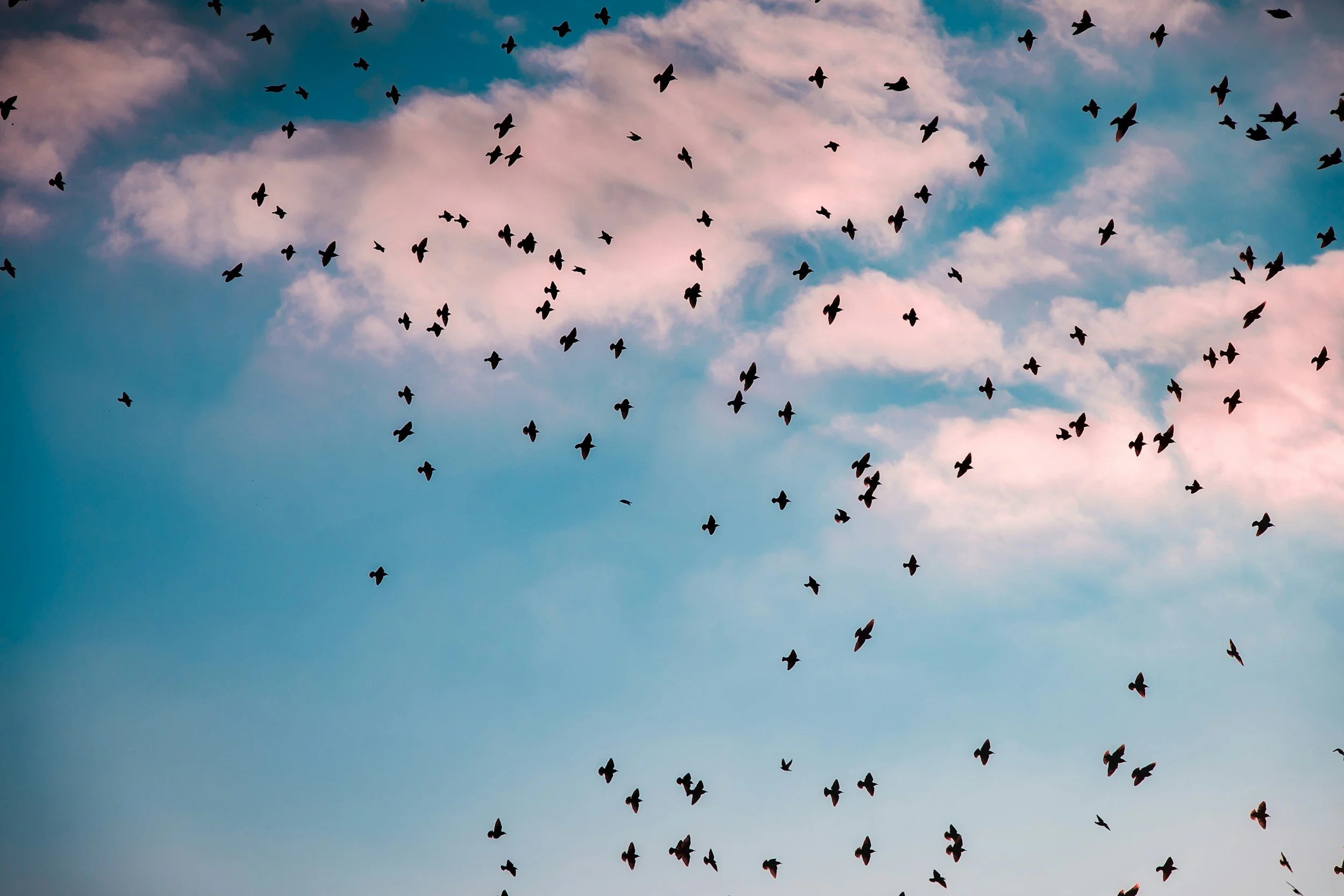 A flock of birds flying in a sky with pink and blue clouds.