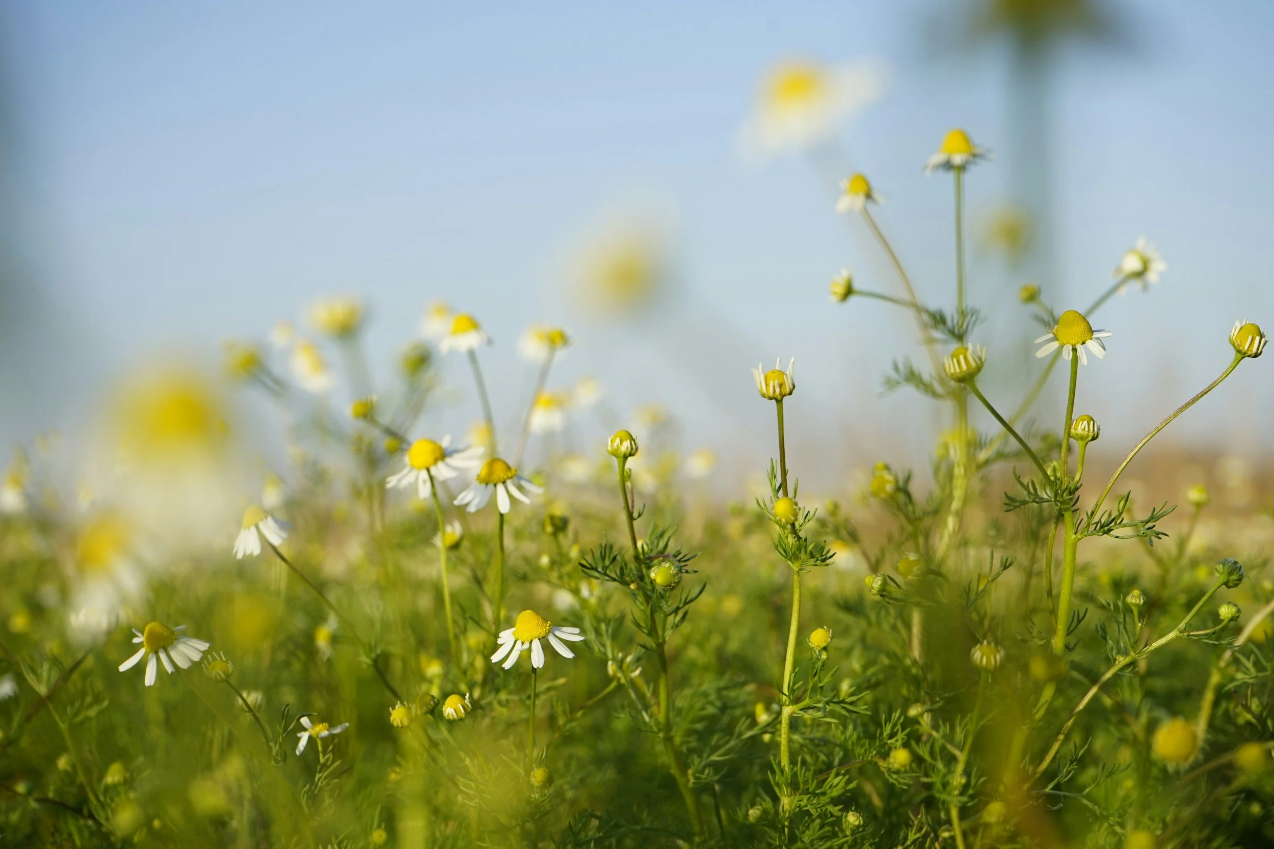 Close-up of blooming chamomile flowers in a field under a clear blue sky.