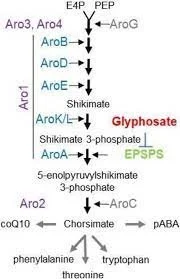 Biochemical pathway diagram showing shikimate pathway and glyphosate inhibition.