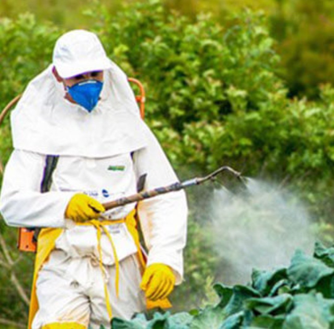Person in protective gear spraying pesticide on crops