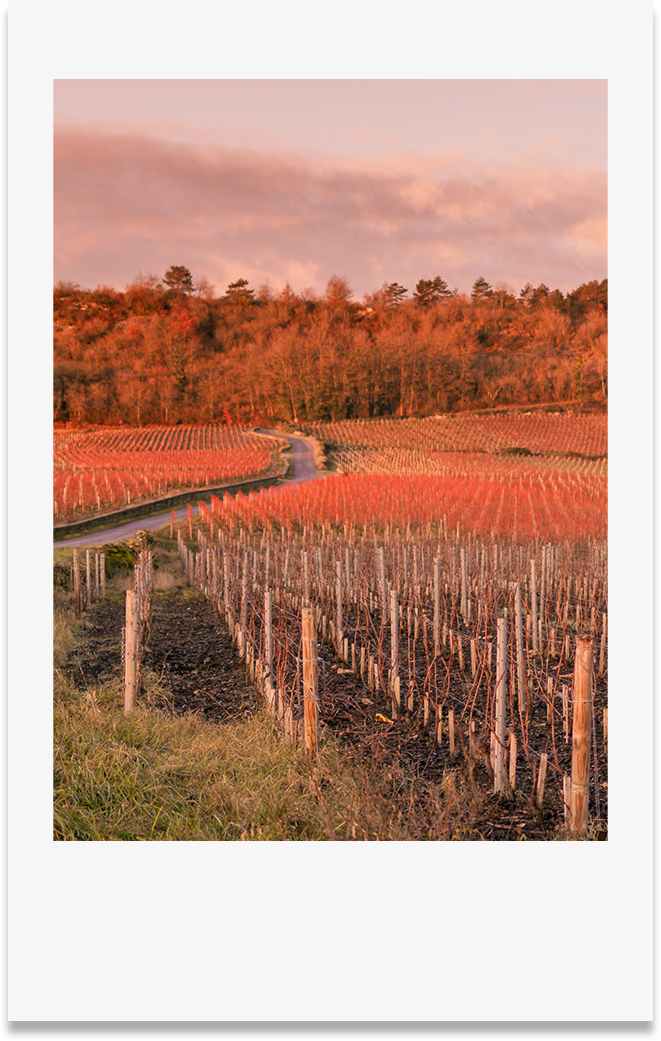 Photo style polaroid paysage Bourgogne lever du soleil